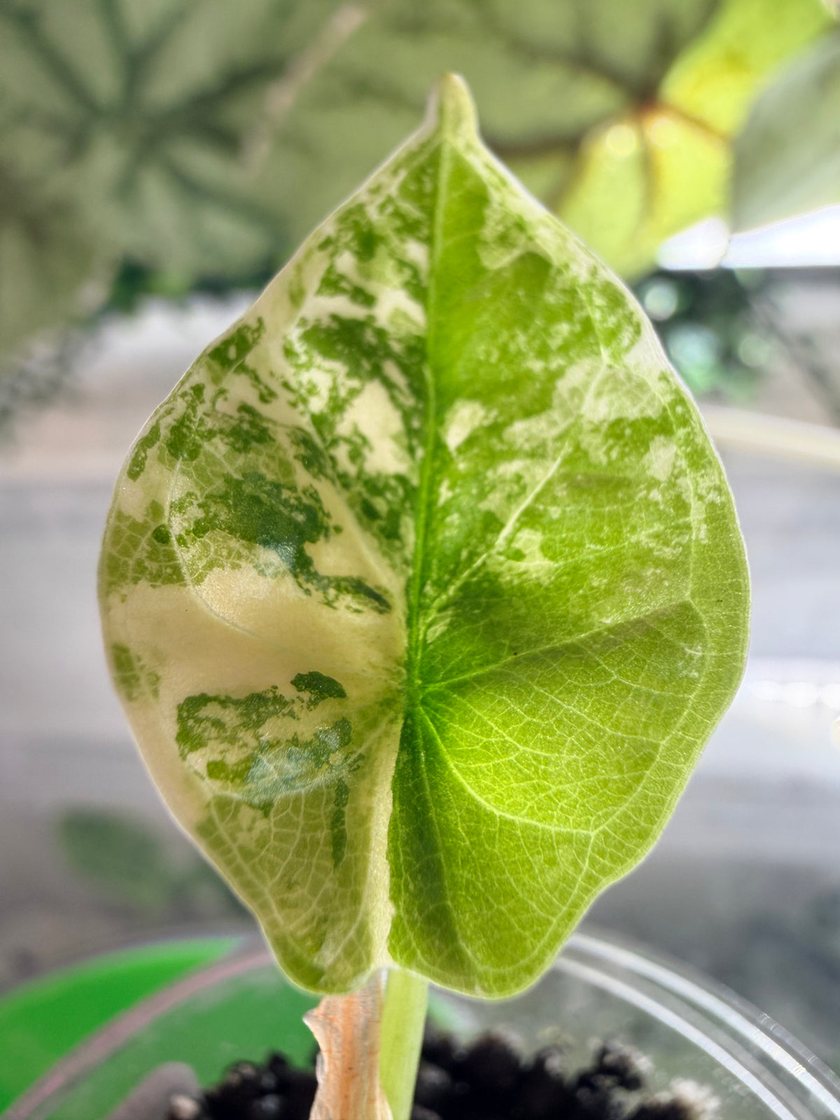 Alocasia baginda 'Dragon Scale' Albo, white chimeric sectors across textured scale-like blue-green leaves