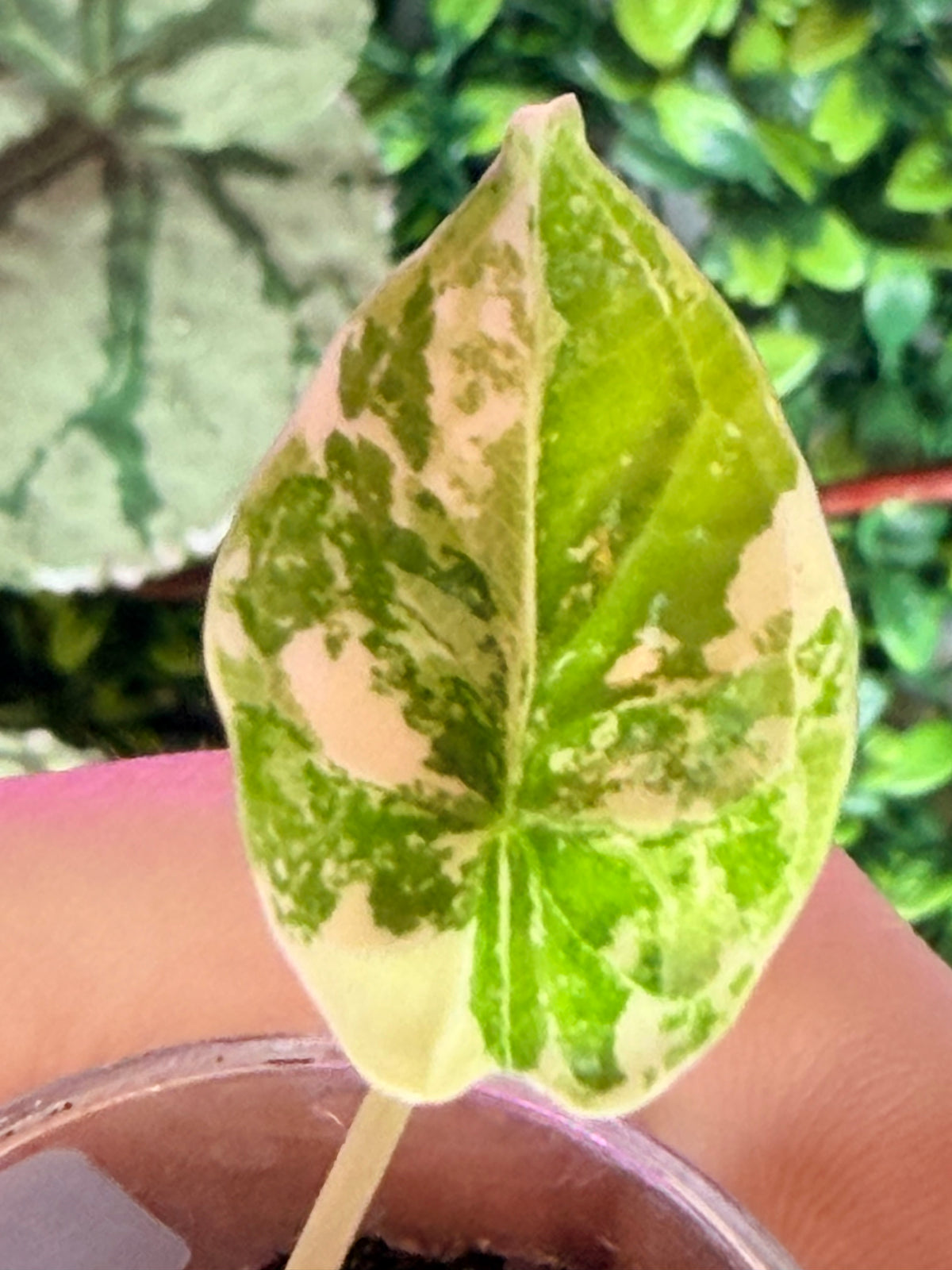 Alocasia baginda 'Dragon Scale' Albo, white chimeric sectors across textured scale-like blue-green leaves