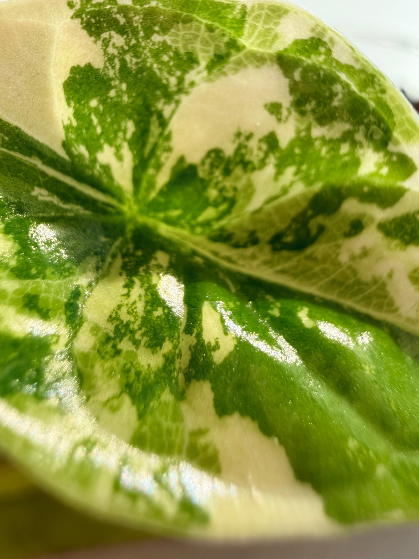 ALOCASIA DRAGON SCALE ALBO VARIEGATED