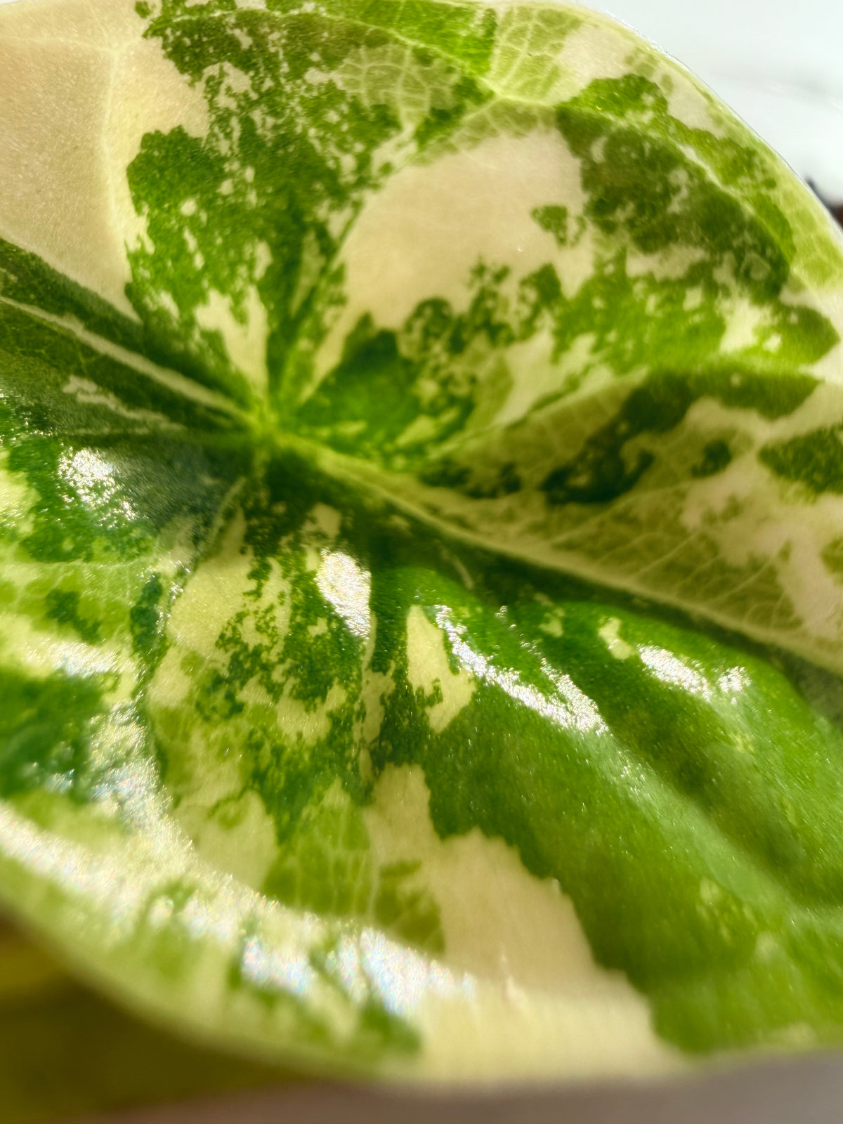 Alocasia baginda 'Dragon Scale' Albo, white chimeric sectors across textured scale-like blue-green leaves