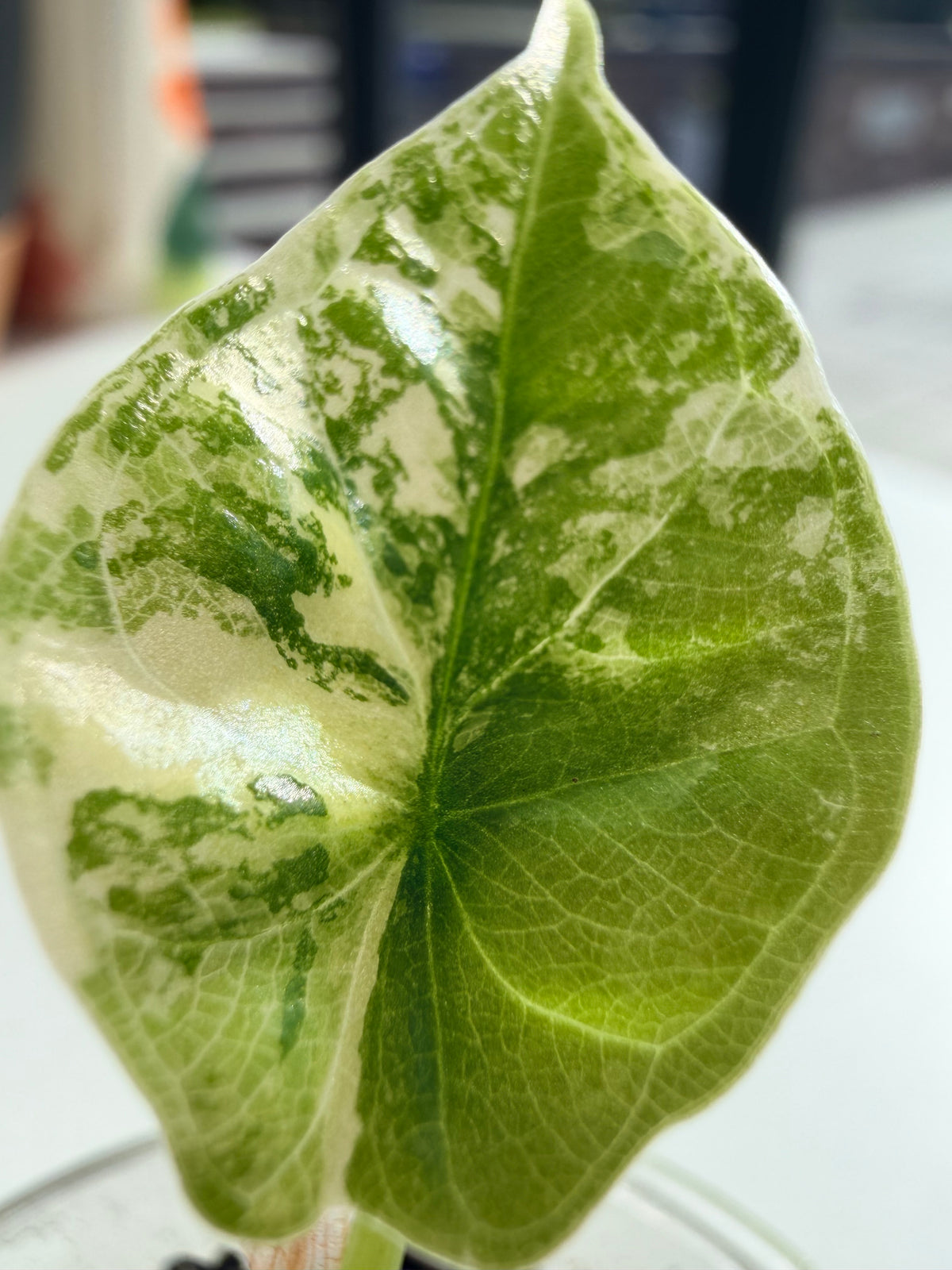 Alocasia baginda 'Dragon Scale' Albo, white chimeric sectors across textured scale-like blue-green leaves
