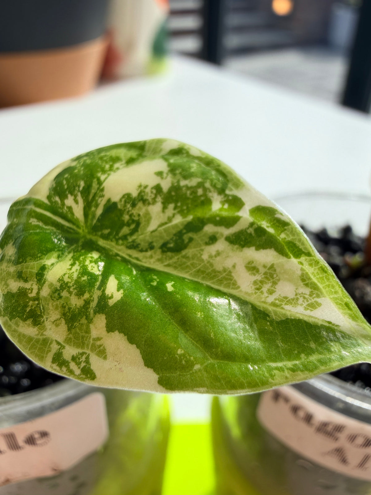 Alocasia baginda 'Dragon Scale' Albo, white chimeric sectors across textured scale-like blue-green leaves