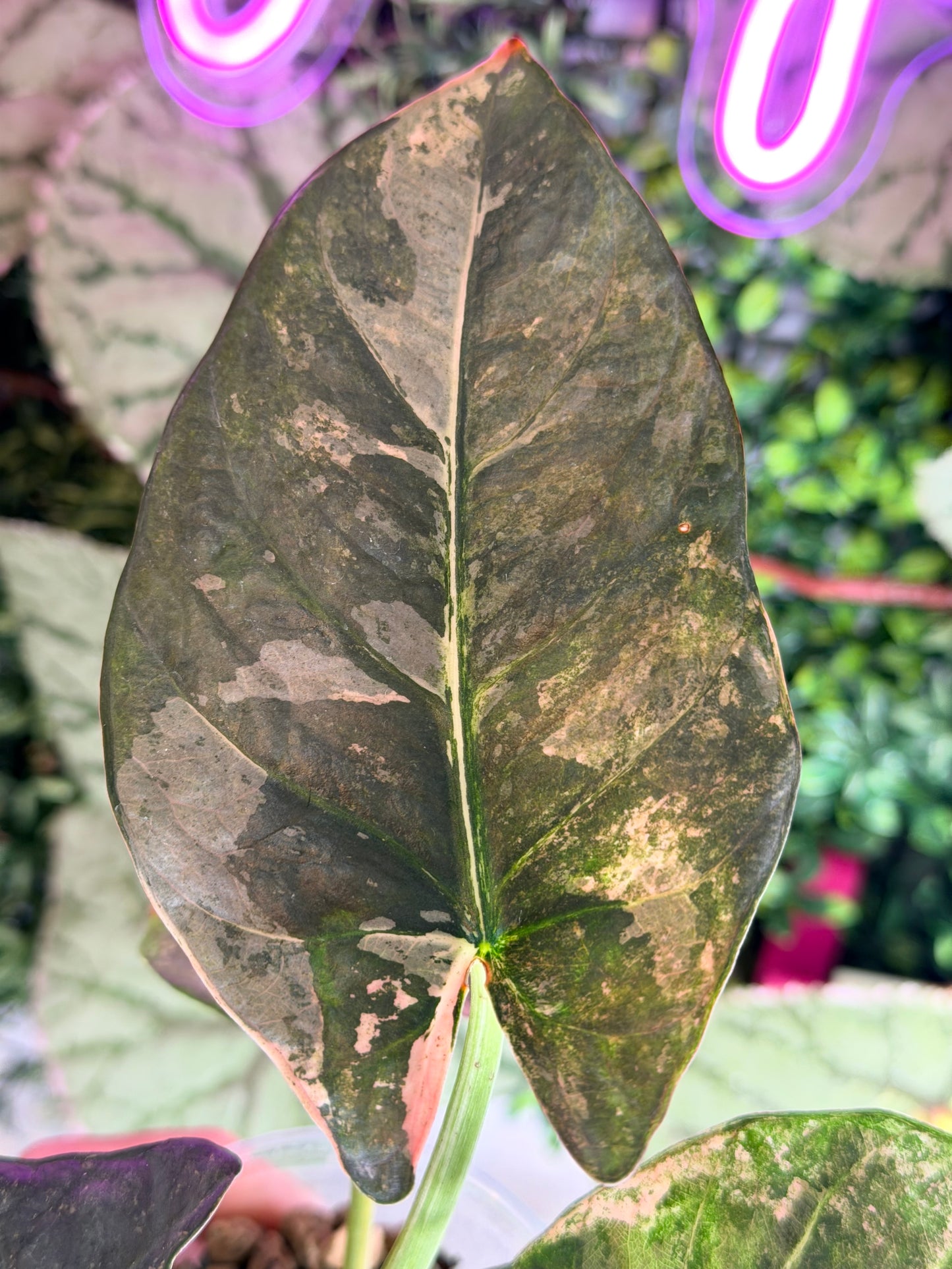ALOCASIA REGINAE PINK VARIEGATED