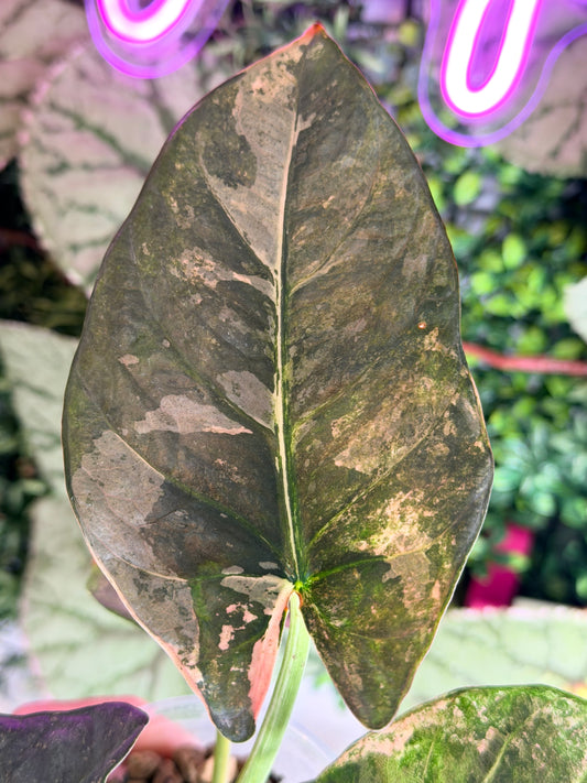ALOCASIA REGINAE PINK VARIEGATED
