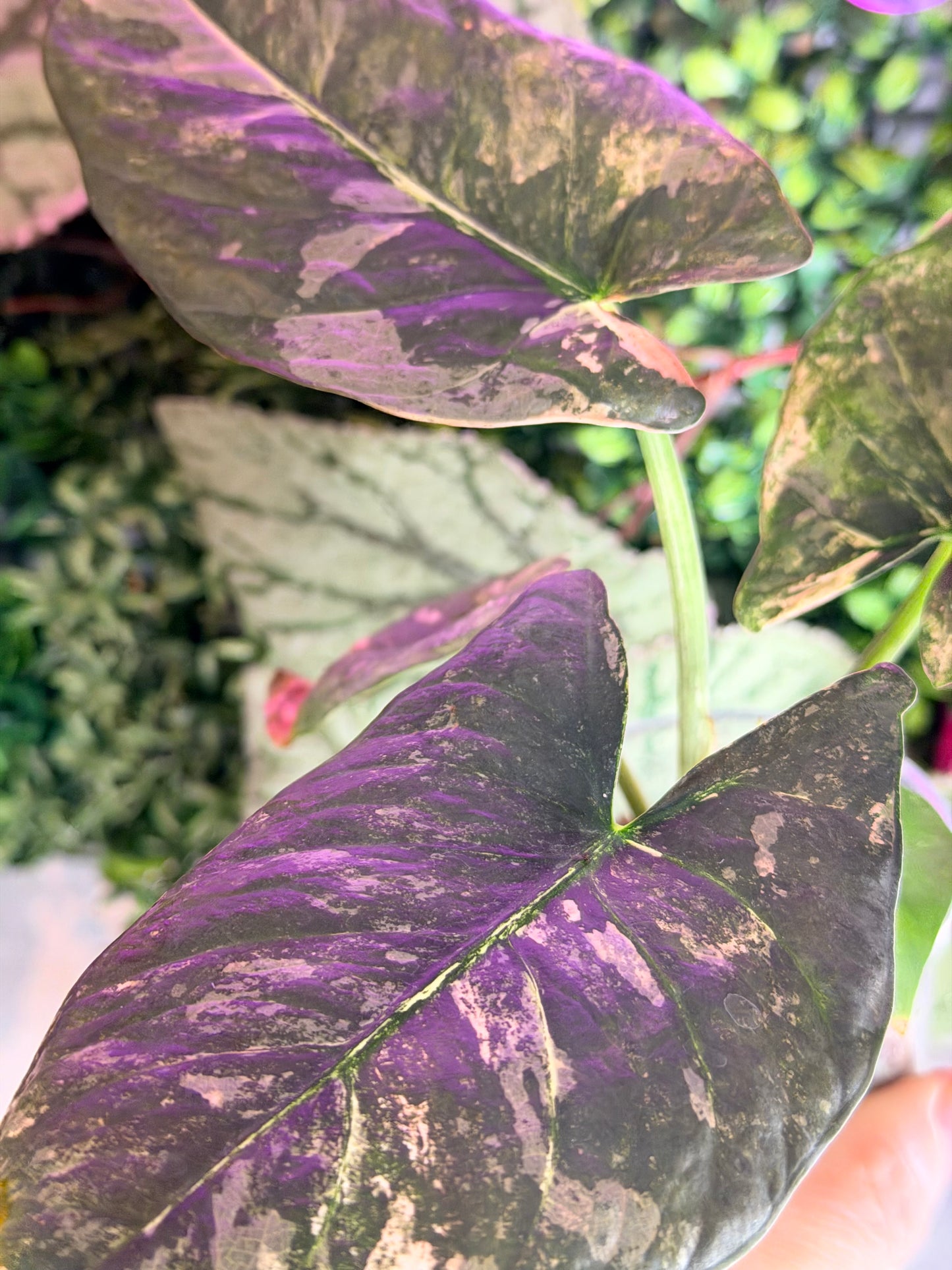 ALOCASIA REGINAE PINK VARIEGATED