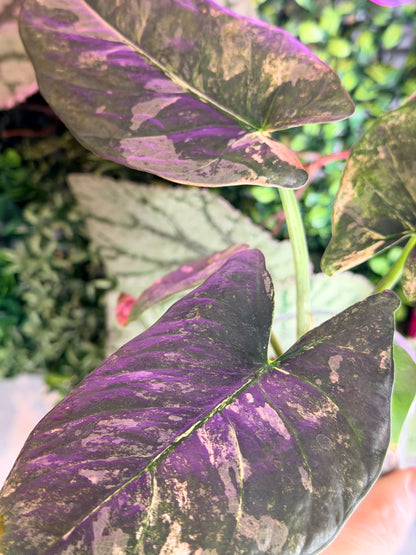 ALOCASIA REGINAE PINK VARIEGATED