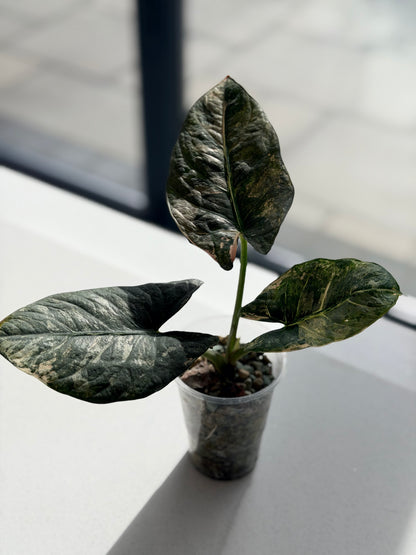 ALOCASIA REGINAE PINK VARIEGATED