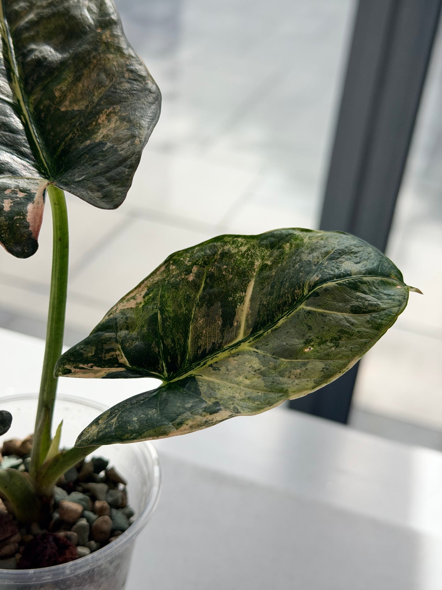 ALOCASIA REGINAE PINK VARIEGATED