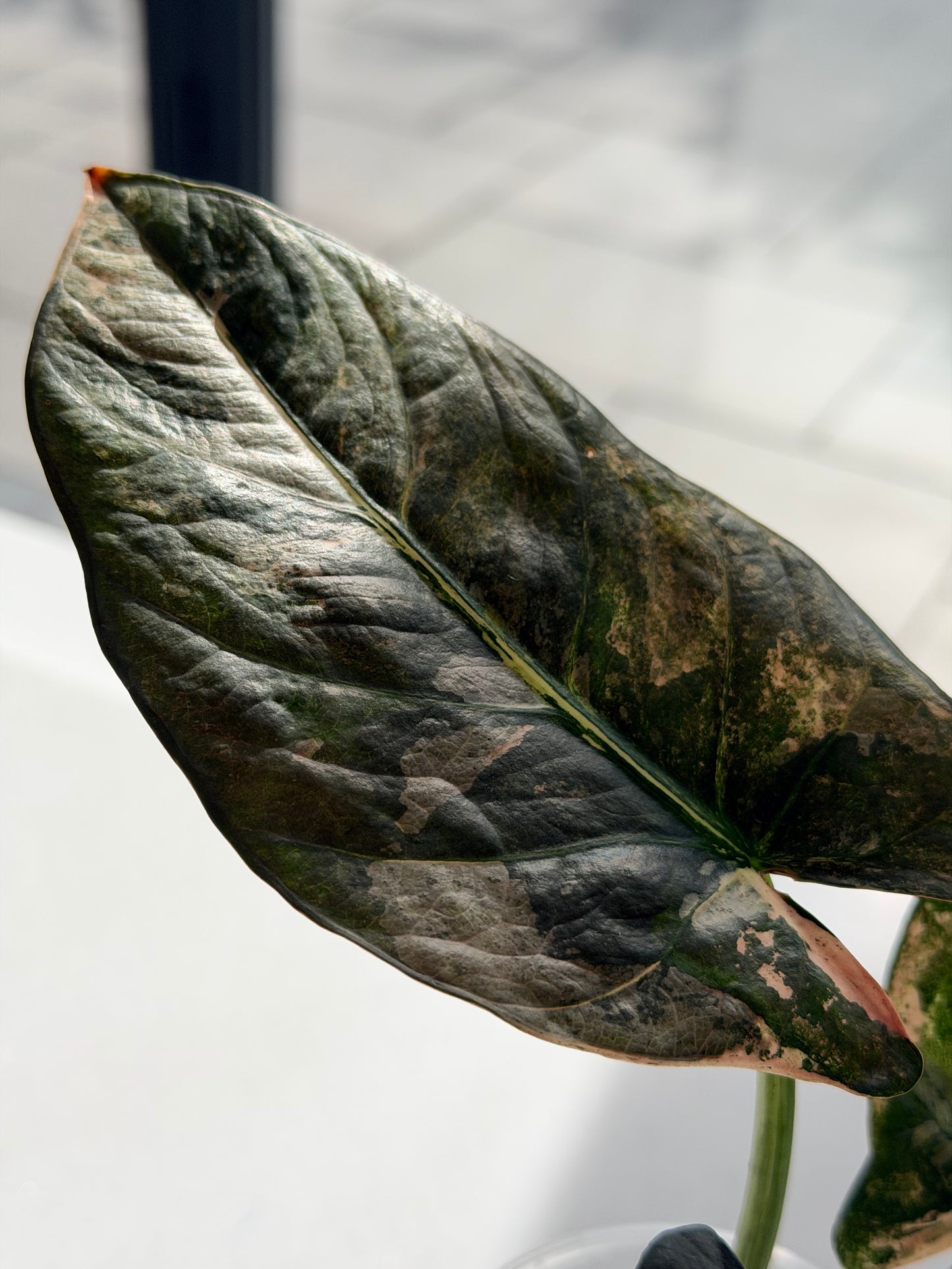 ALOCASIA REGINAE PINK VARIEGATED