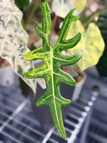ALOCASIA PORTEI AUREA