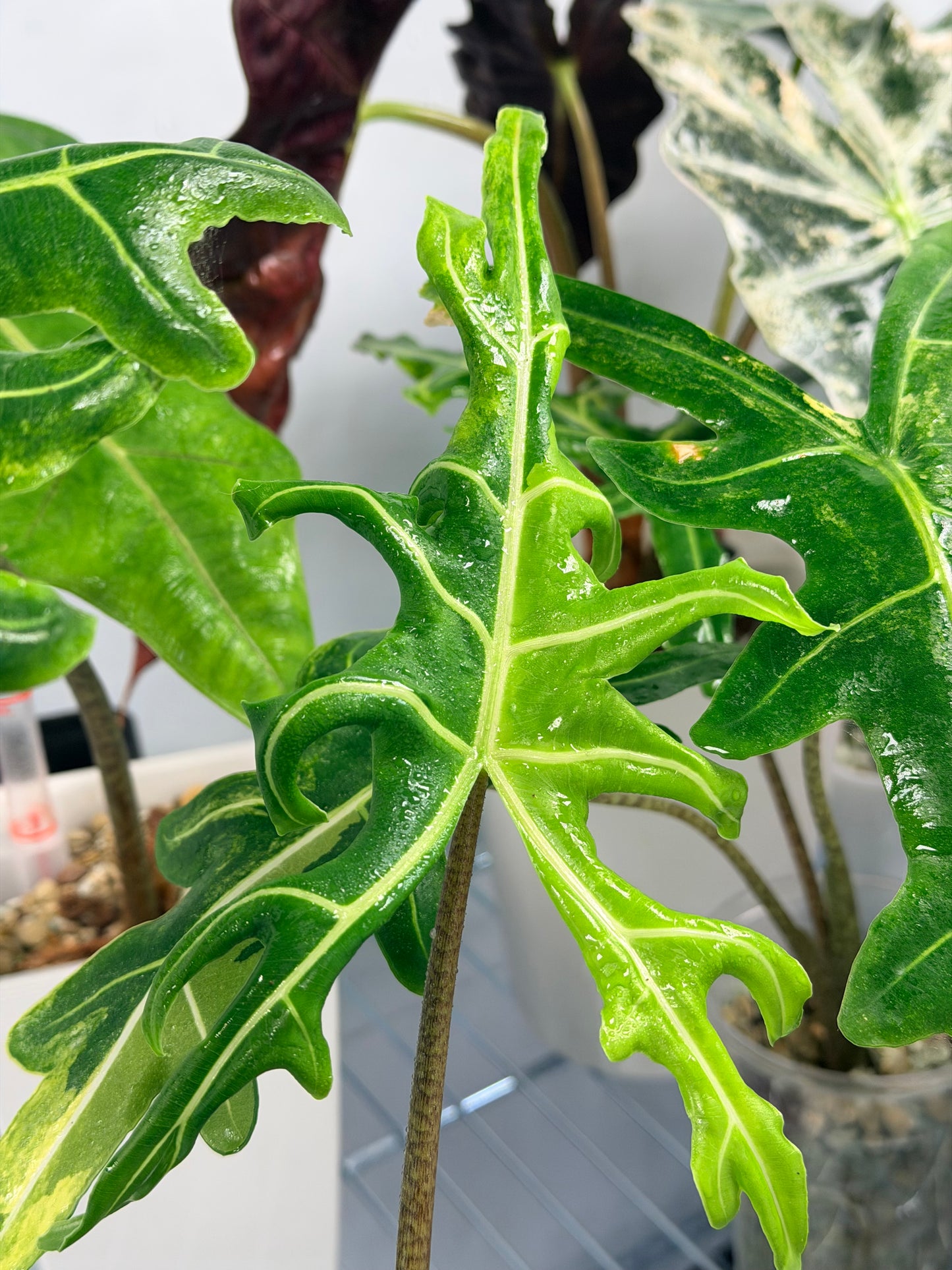 ALOCASIA PORTEI AUREA