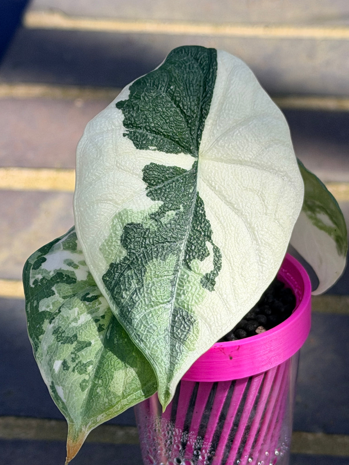 Alocasia melo Albo Variegated, brilliant white streaks against deep green on thick textured leaves