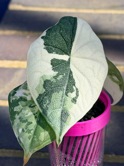 ALOCASIA MELO ALBO VARIEGATED