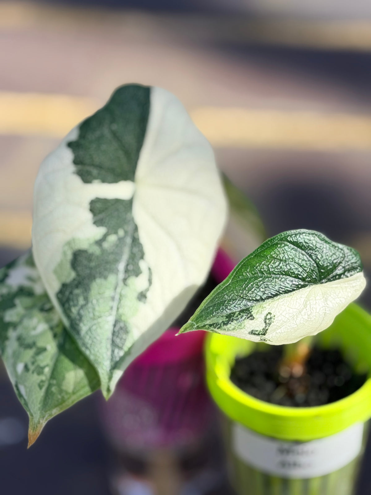 Alocasia melo Albo Variegated, brilliant white streaks against deep green on thick textured leaves