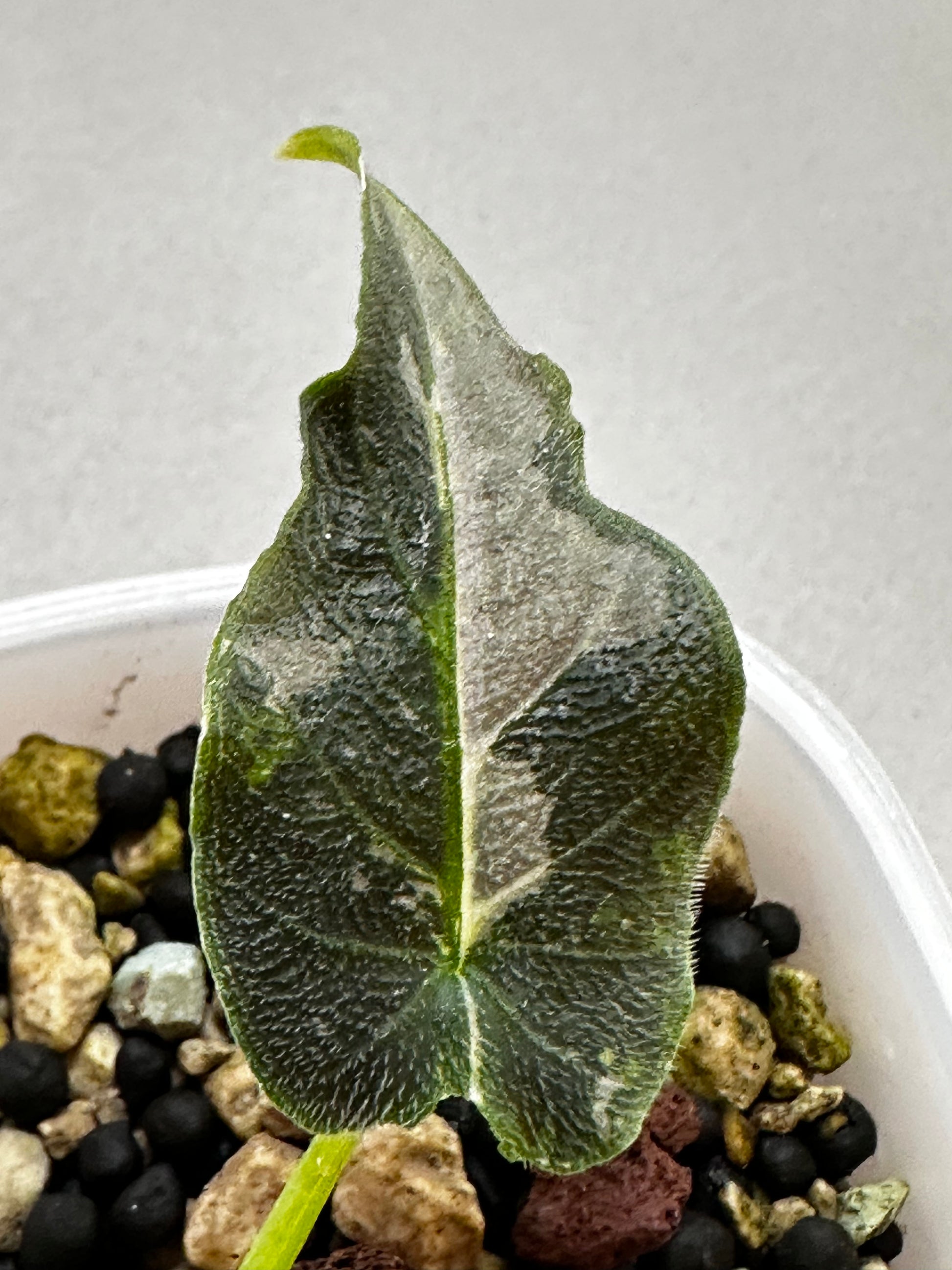 Alocasia Antoro Velvet Pink Leaf Juvenile