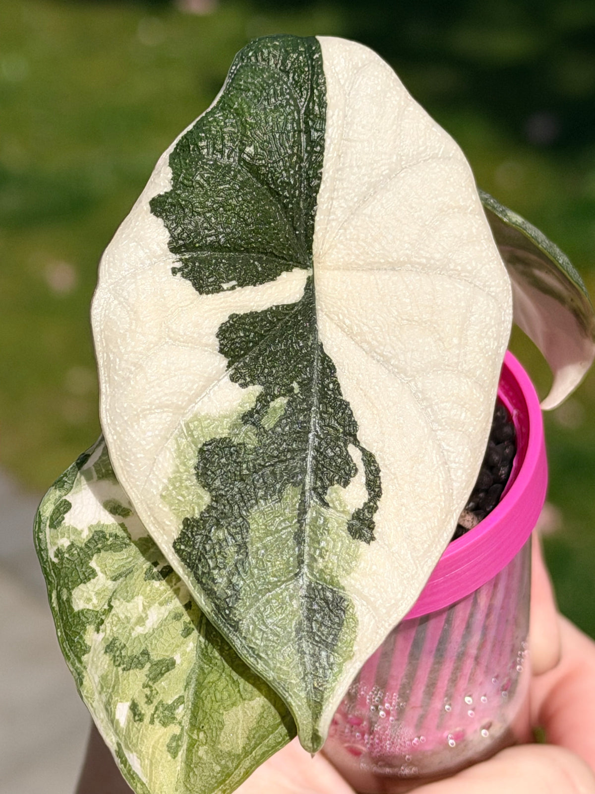 Alocasia melo Albo Variegated, brilliant white streaks against deep green on thick textured leaves