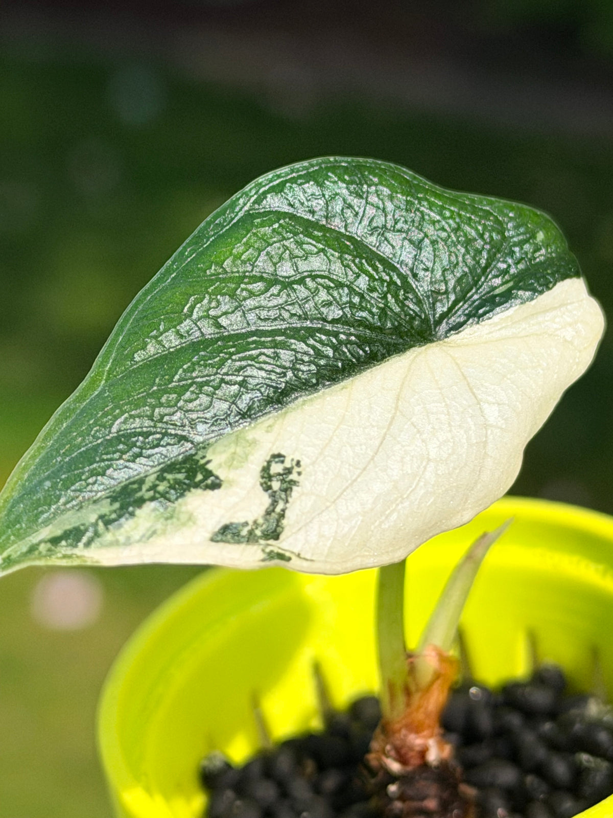 Alocasia melo Albo Variegated, brilliant white streaks against deep green on thick textured leaves