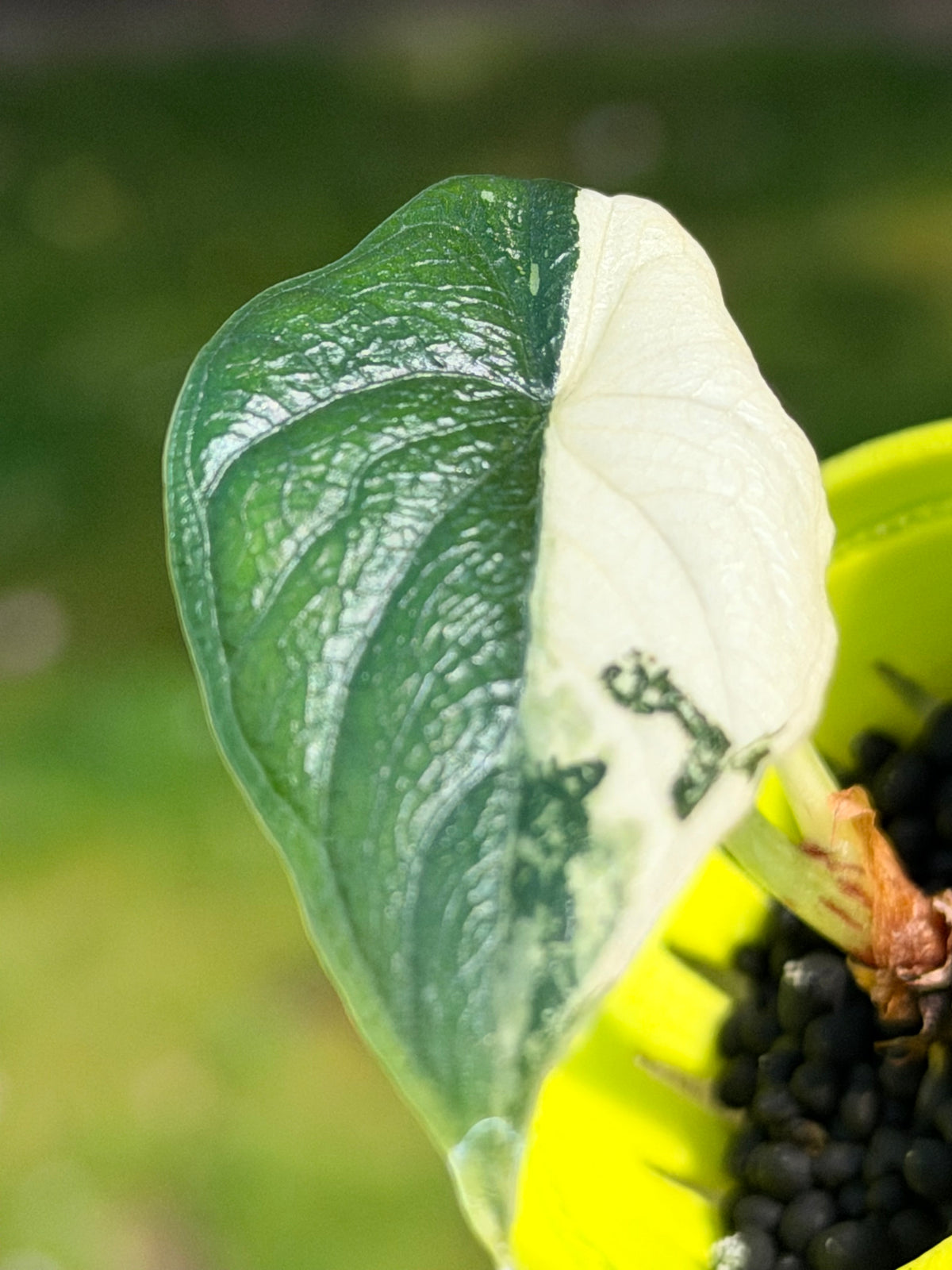 Alocasia melo Albo Variegated, brilliant white streaks against deep green on thick textured leaves