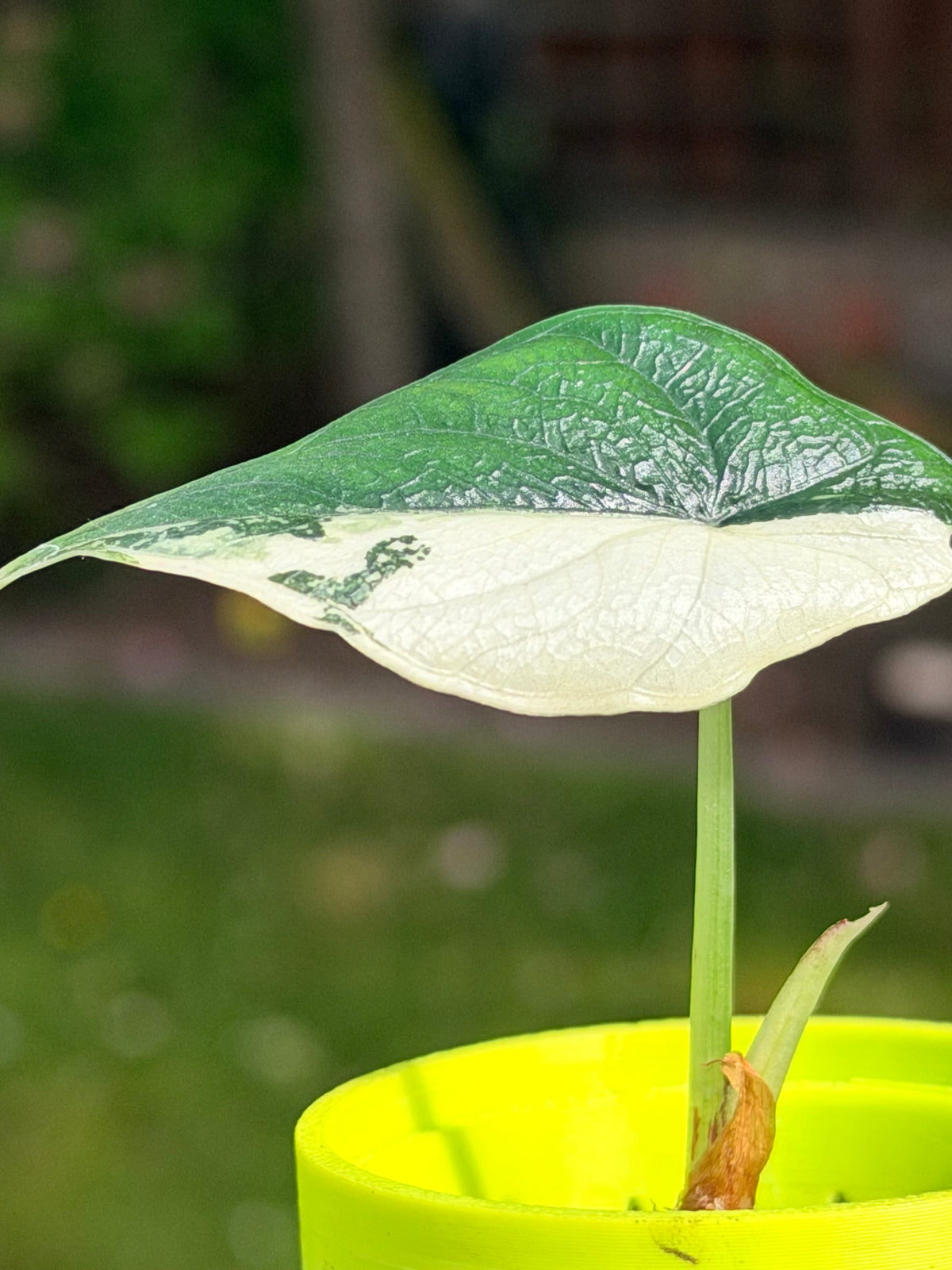 Alocasia melo Albo Variegated, brilliant white streaks against deep green on thick textured leaves