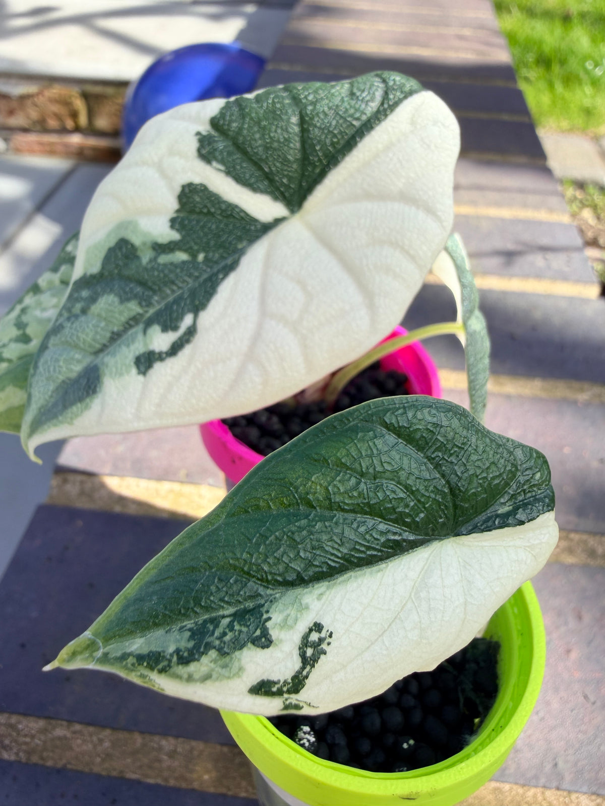Alocasia melo Albo Variegated, brilliant white streaks against deep green on thick textured leaves