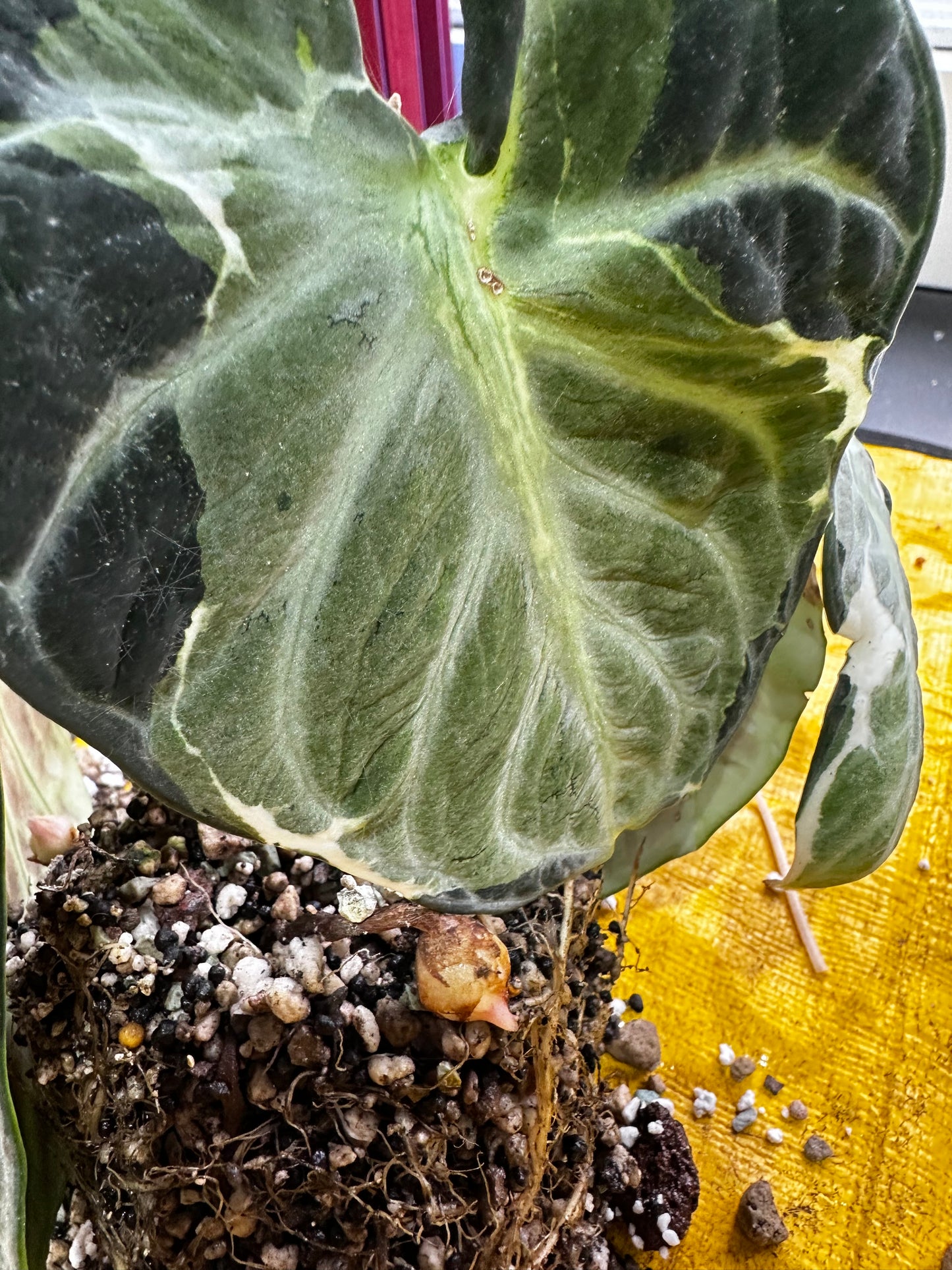 Alocasia Ninja Albo