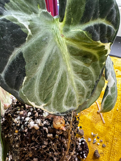 ALOCASIA NINJA ALBO