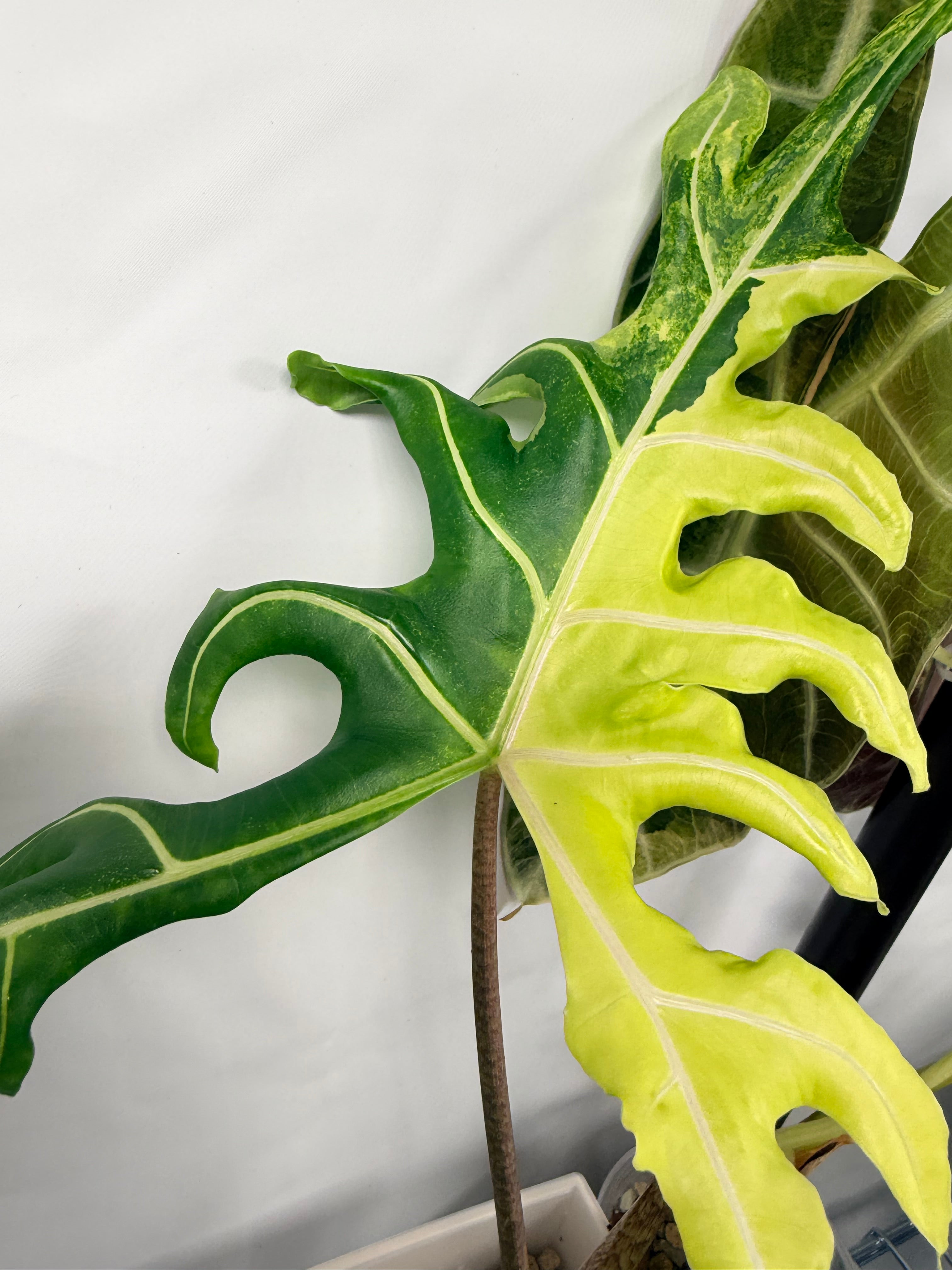 Rare Alocasia Portei Aurea – Variegated Indoor Plant – The