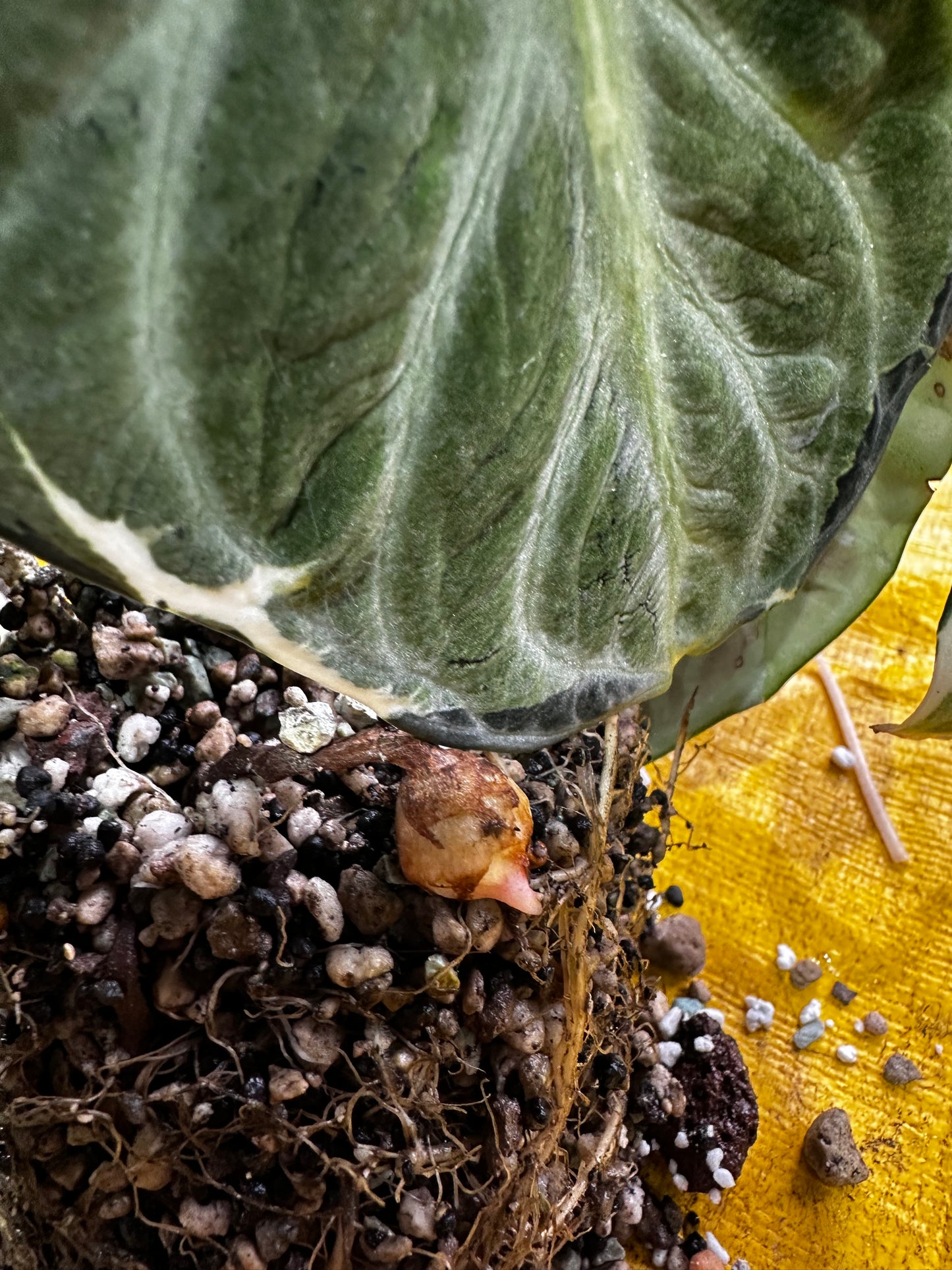 Alocasia Ninja Albo