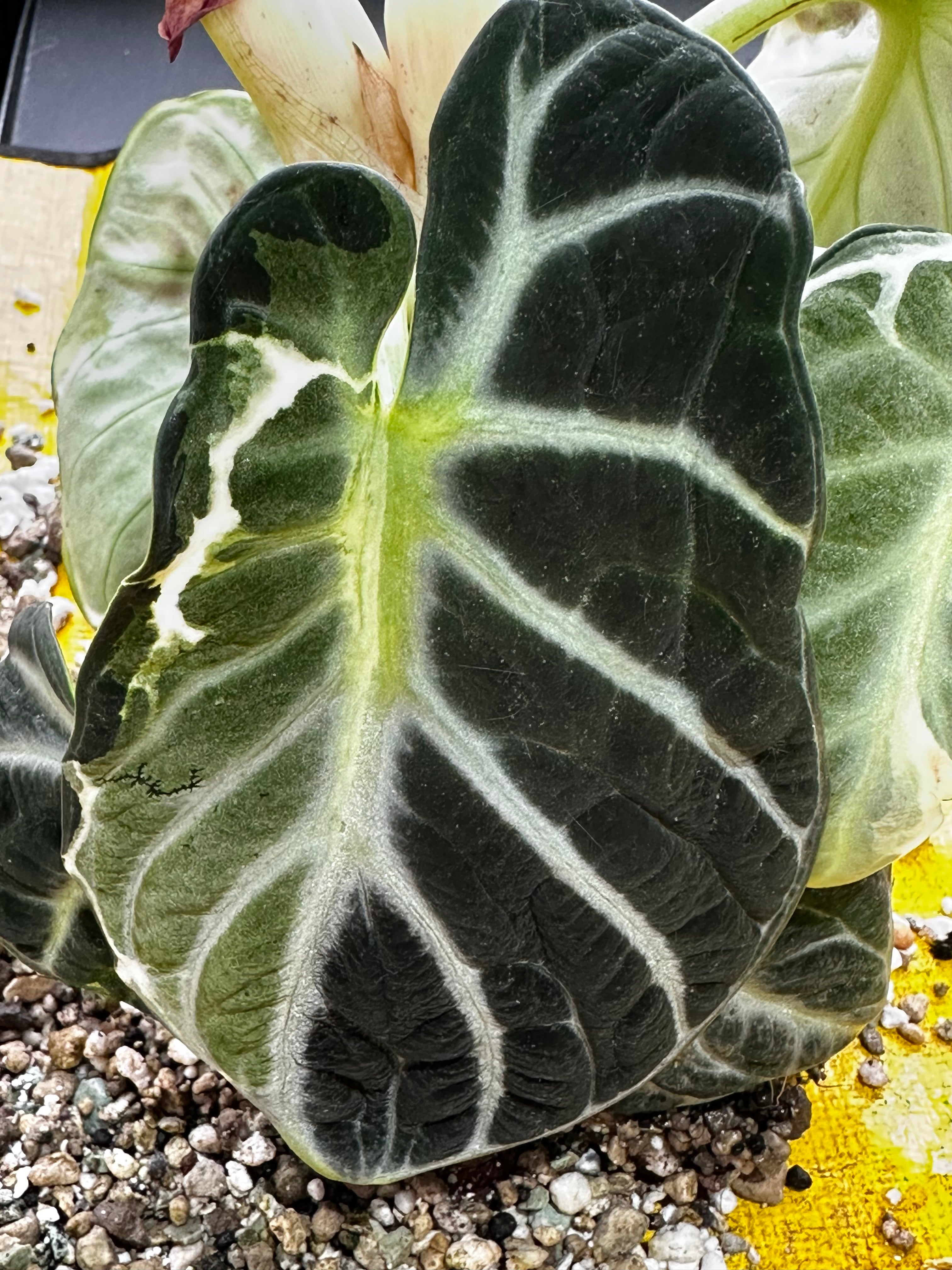 YO519Alocasia Ninja Albo Variegated アロカシア ニンジャ アルボ