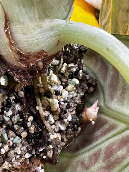 ALOCASIA NINJA ALBO