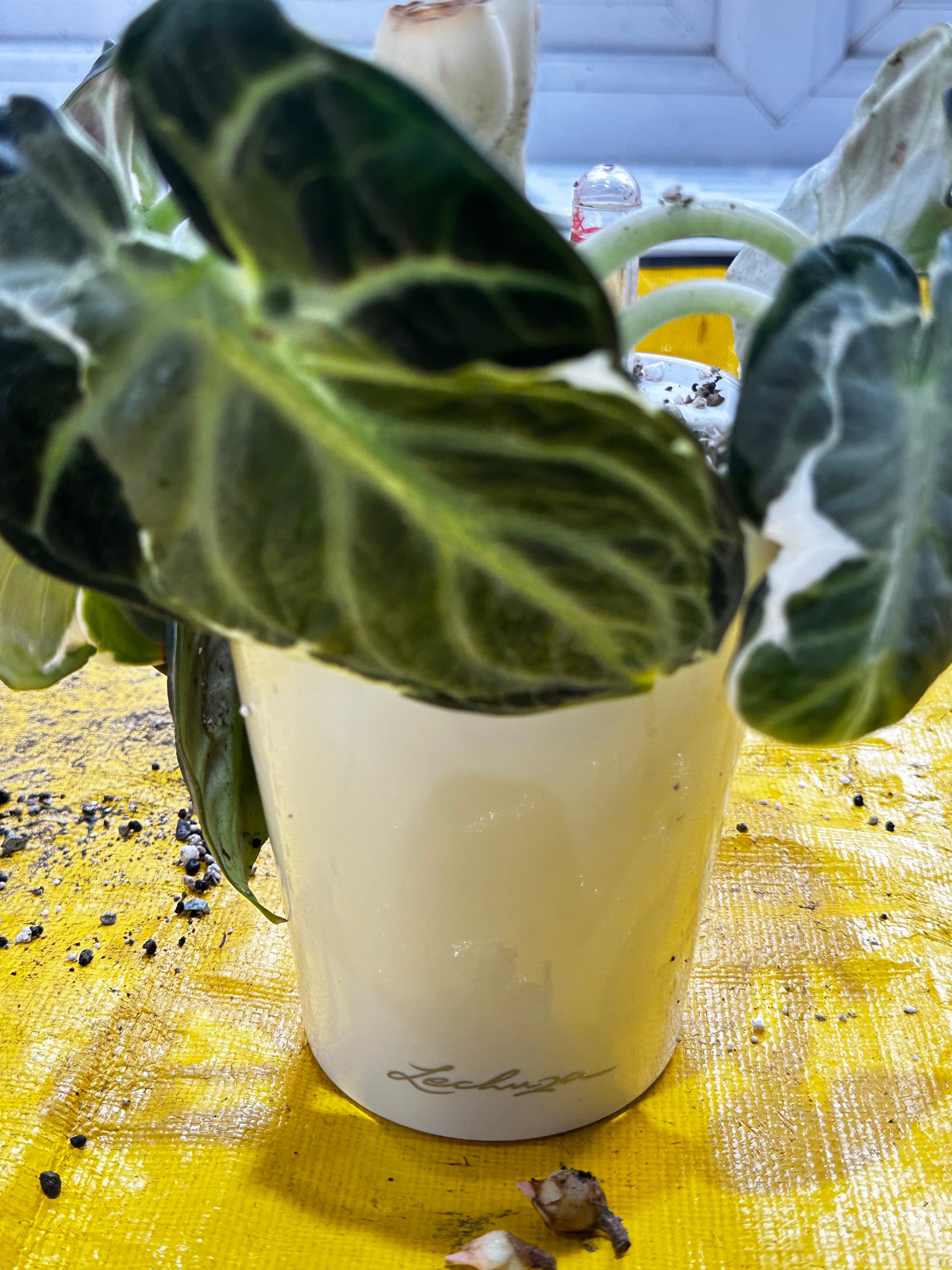 Rare Alocasia Ninja Albo – Variegated Indoor Plant – The Alocasia