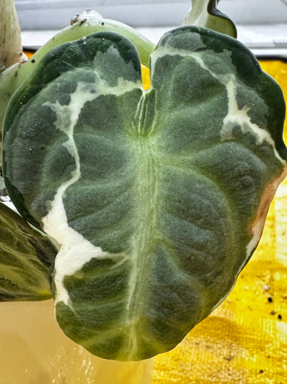 ALOCASIA NINJA ALBO