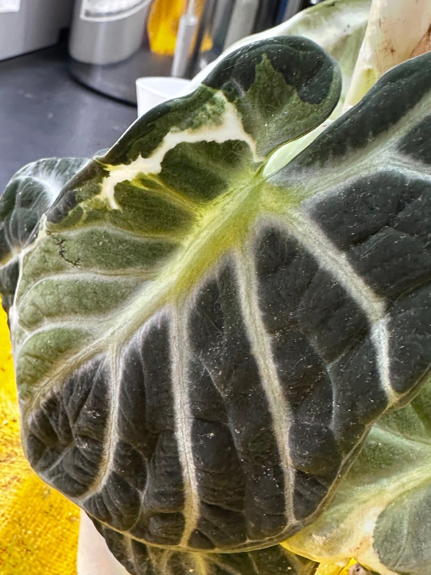 Alocasia Ninja Albo