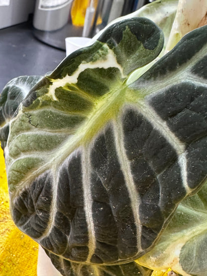 ALOCASIA NINJA ALBO