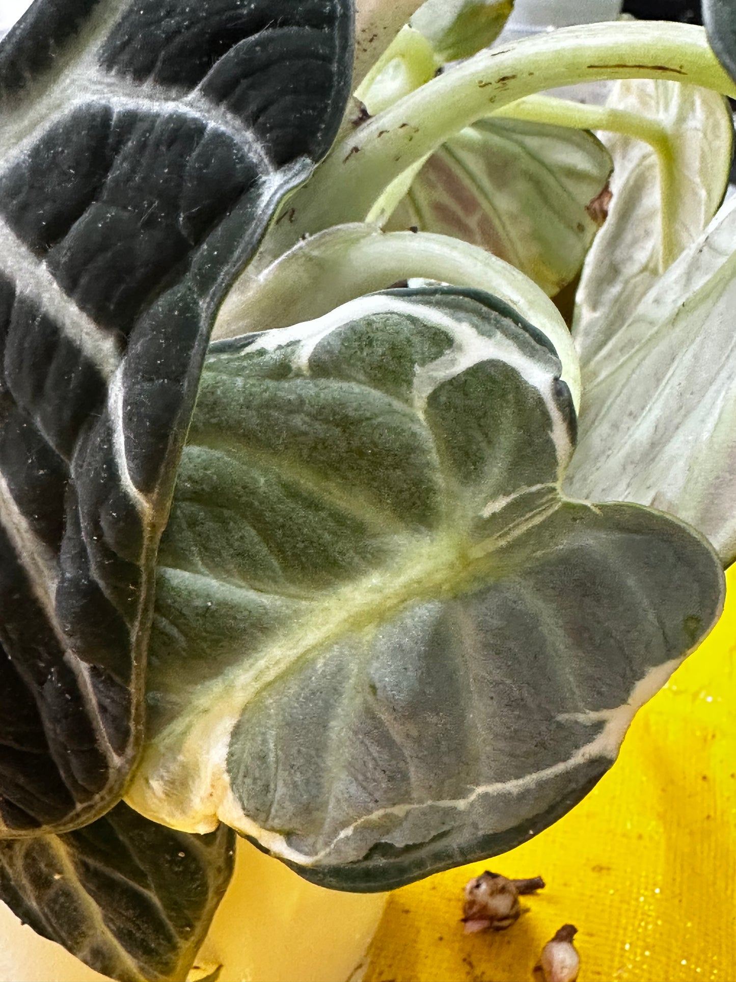 Alocasia Ninja Albo