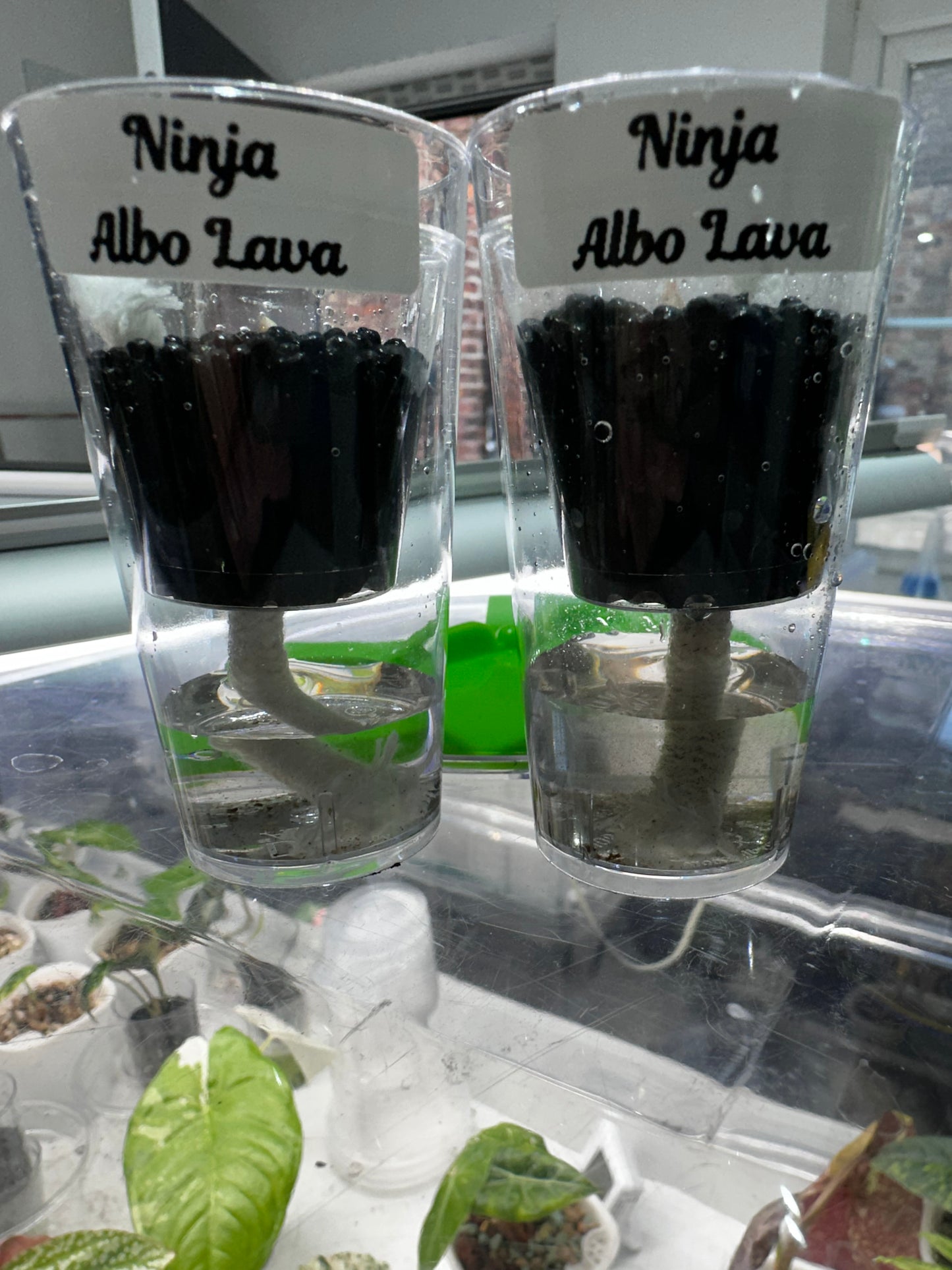 Ninja Albo Corms