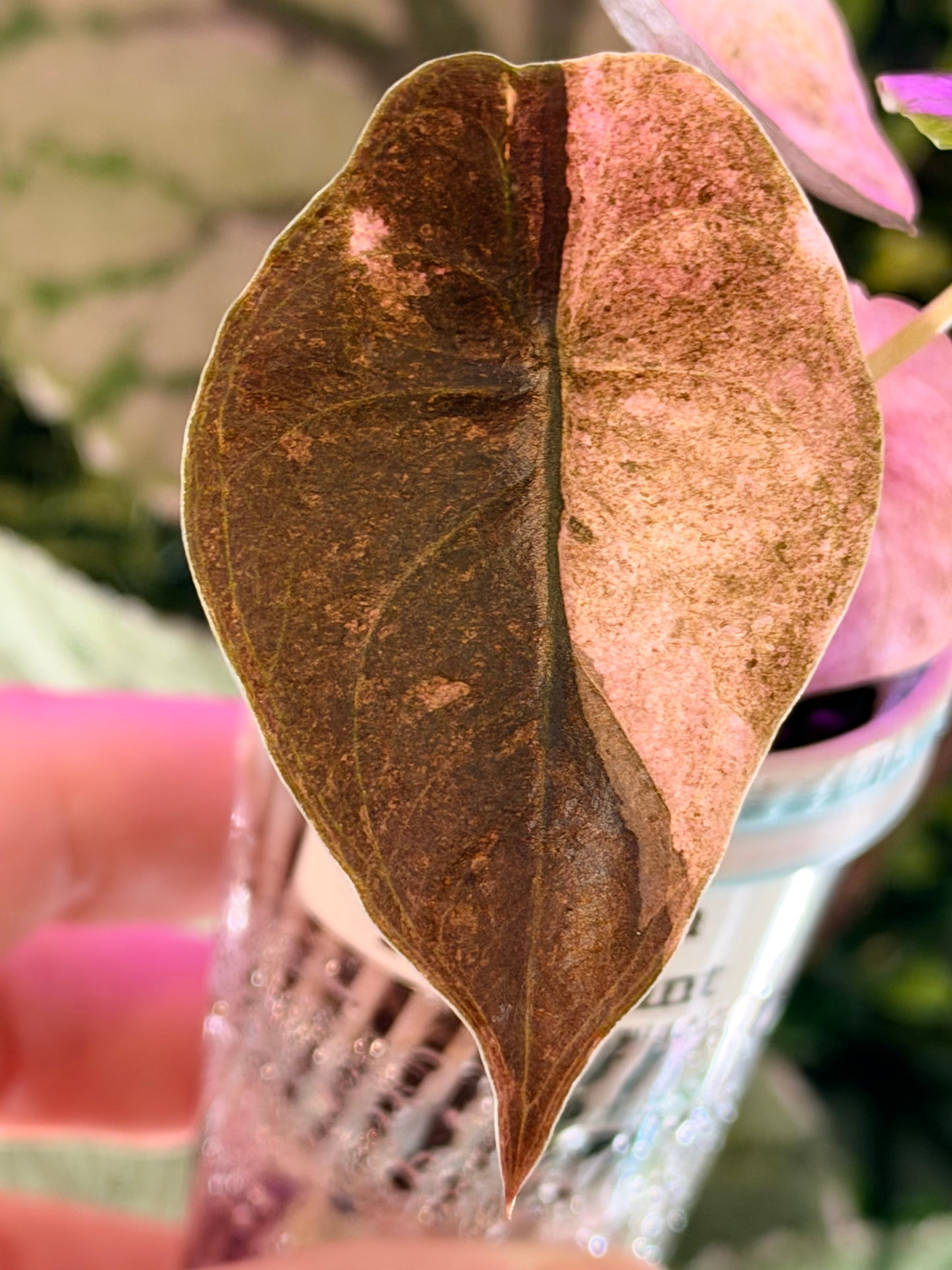 ALOCASIA CUPREA PINK MINT