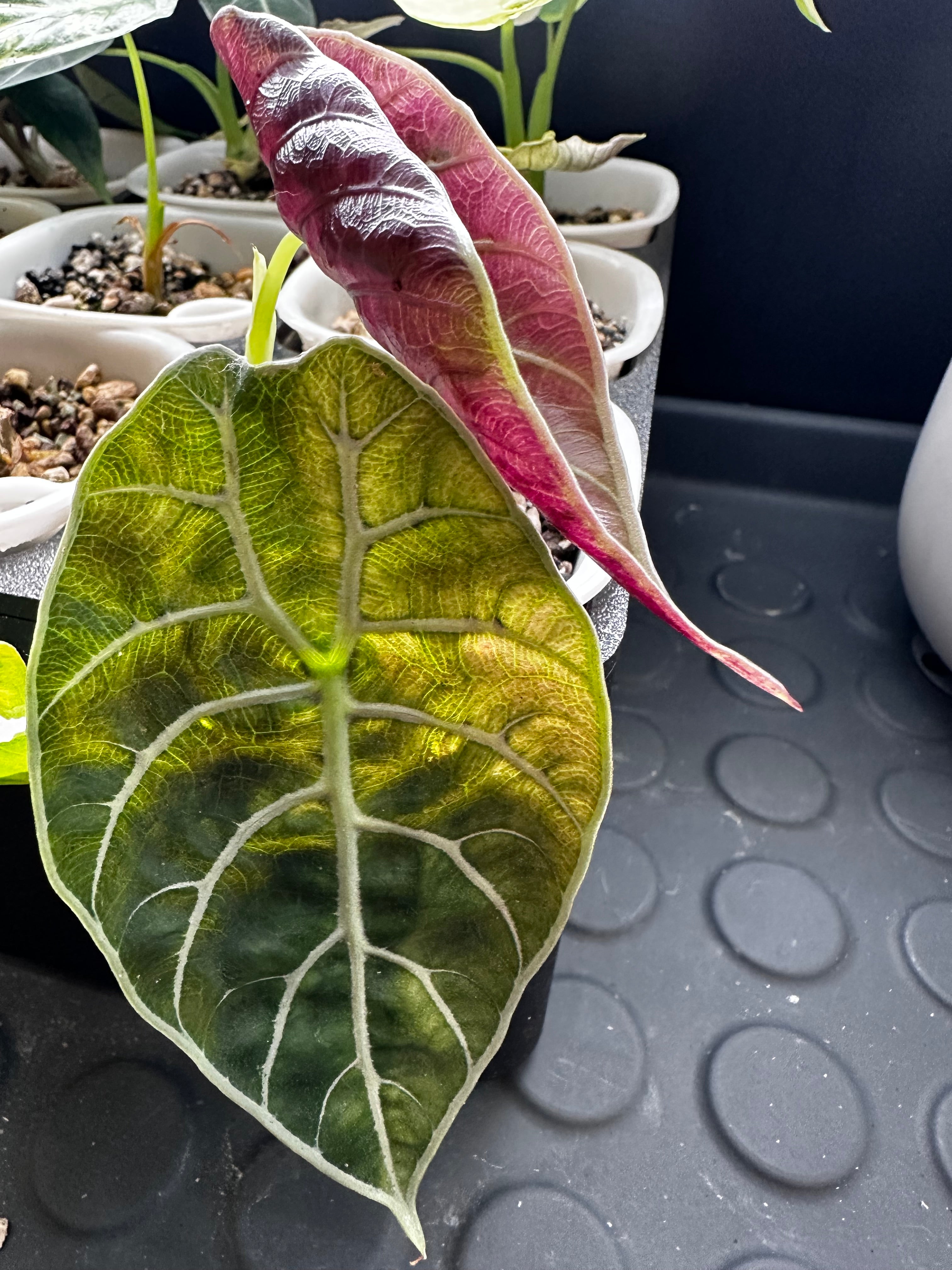 ALOCASIA WATSONIAN PINK 'DOFF' VARIEGATED – The Alocasia Company