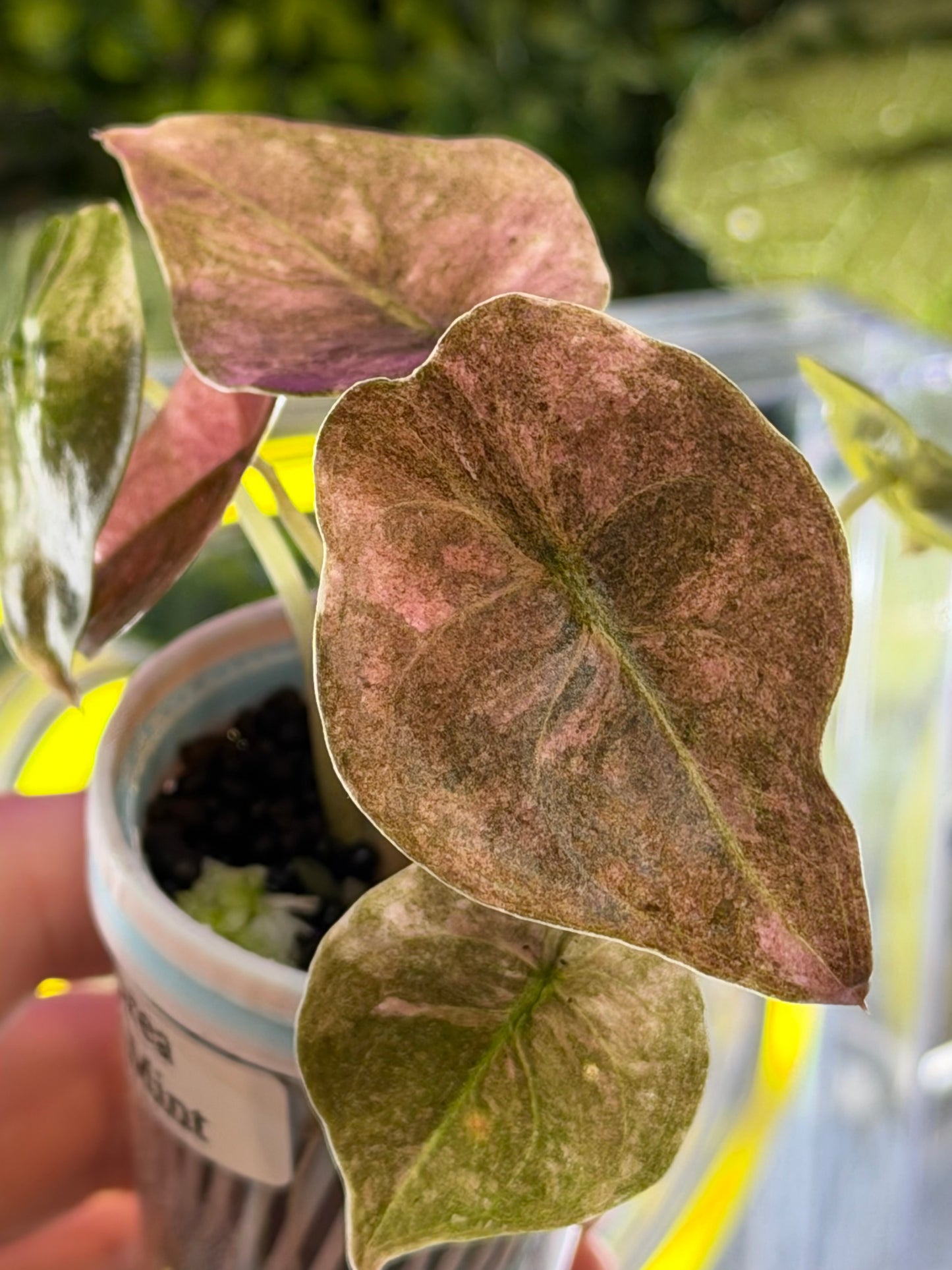 ALOCASIA CUPREA PINK MINT