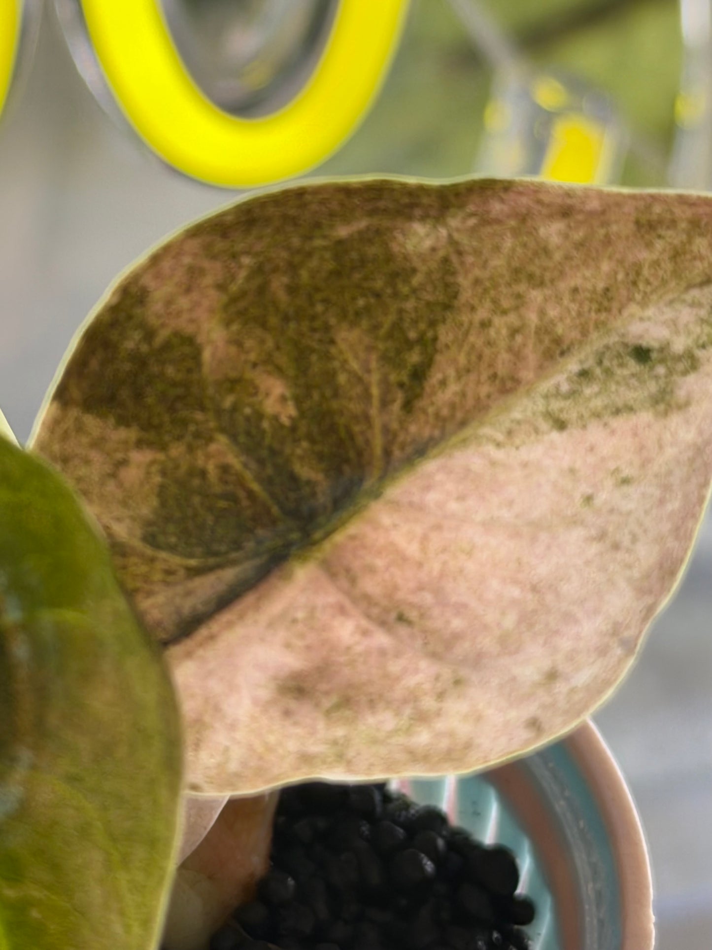ALOCASIA CUPREA PINK MINT