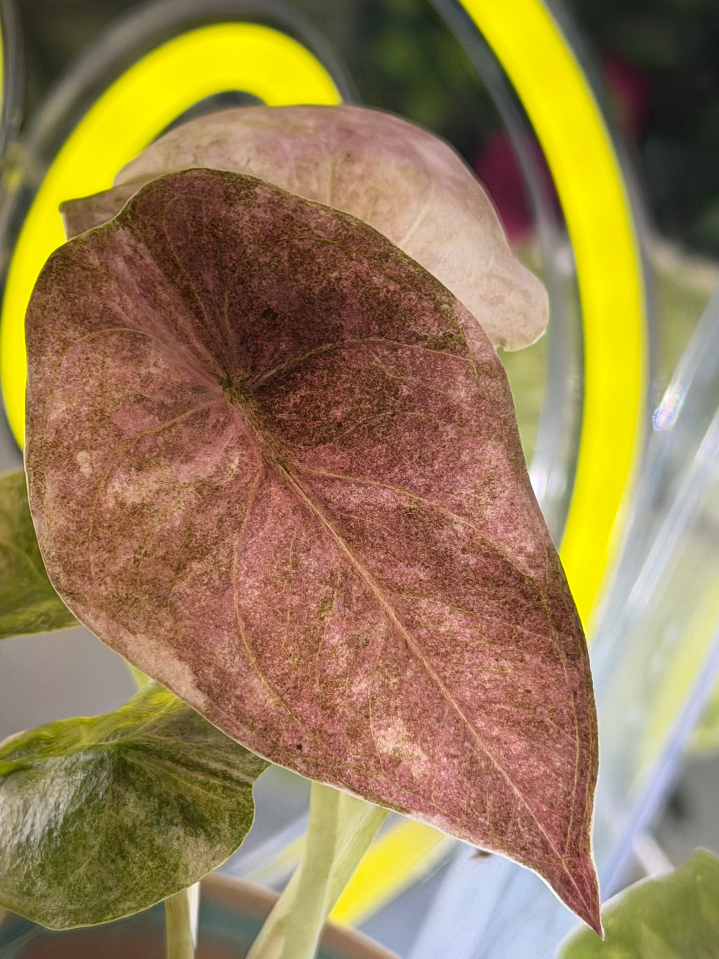 ALOCASIA CUPREA PINK MINT