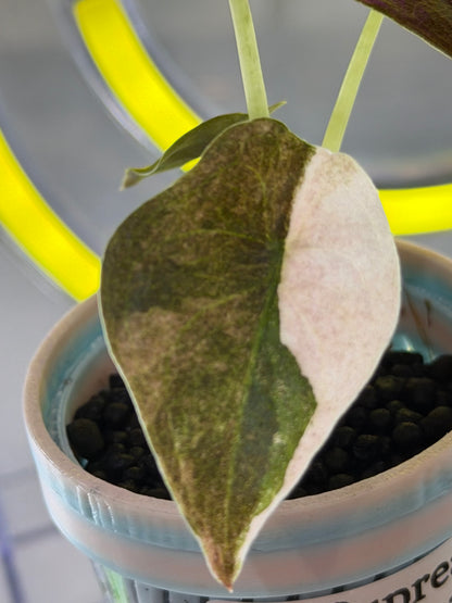 ALOCASIA CUPREA PINK MINT