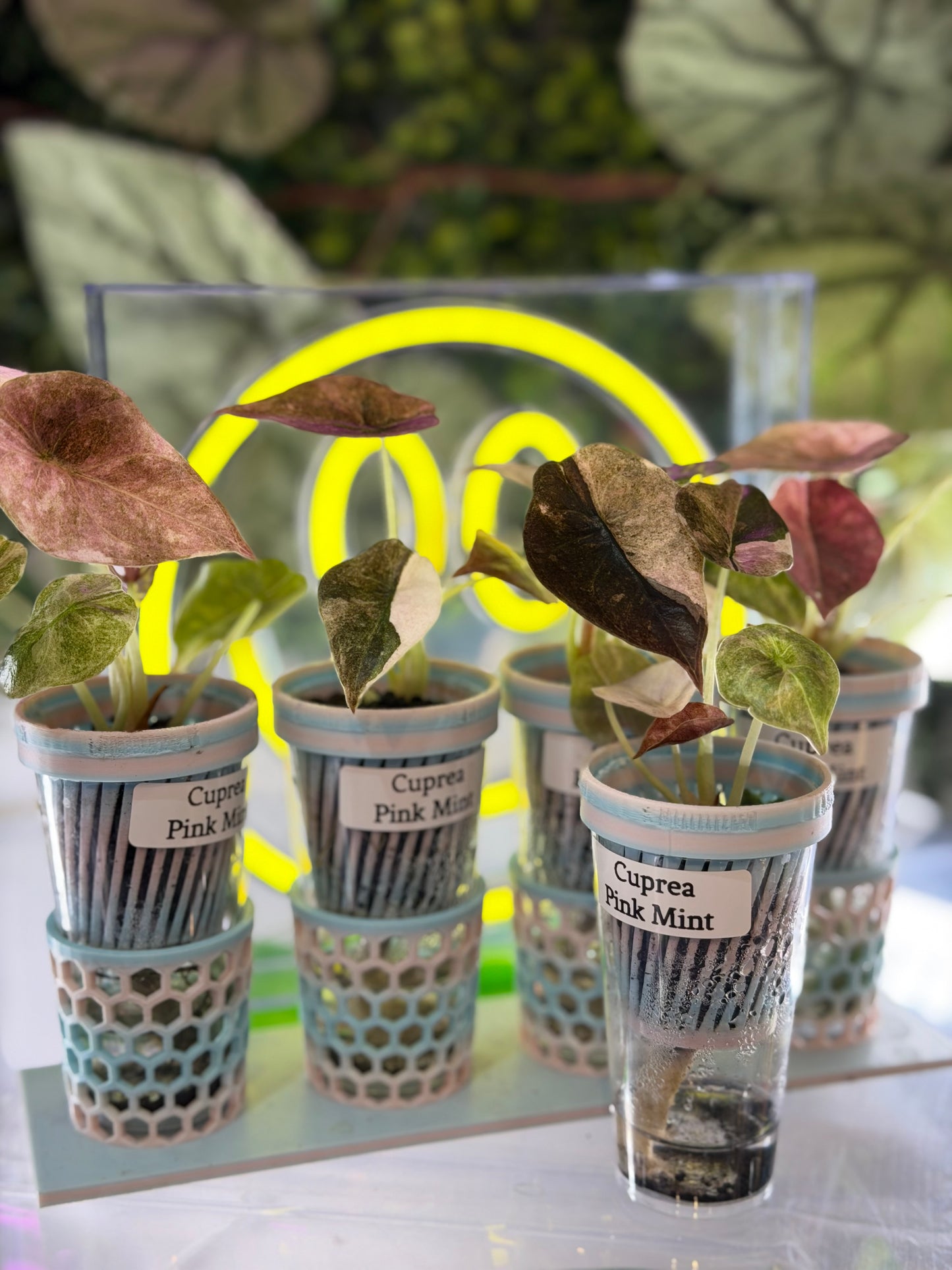 ALOCASIA CUPREA PINK MINT