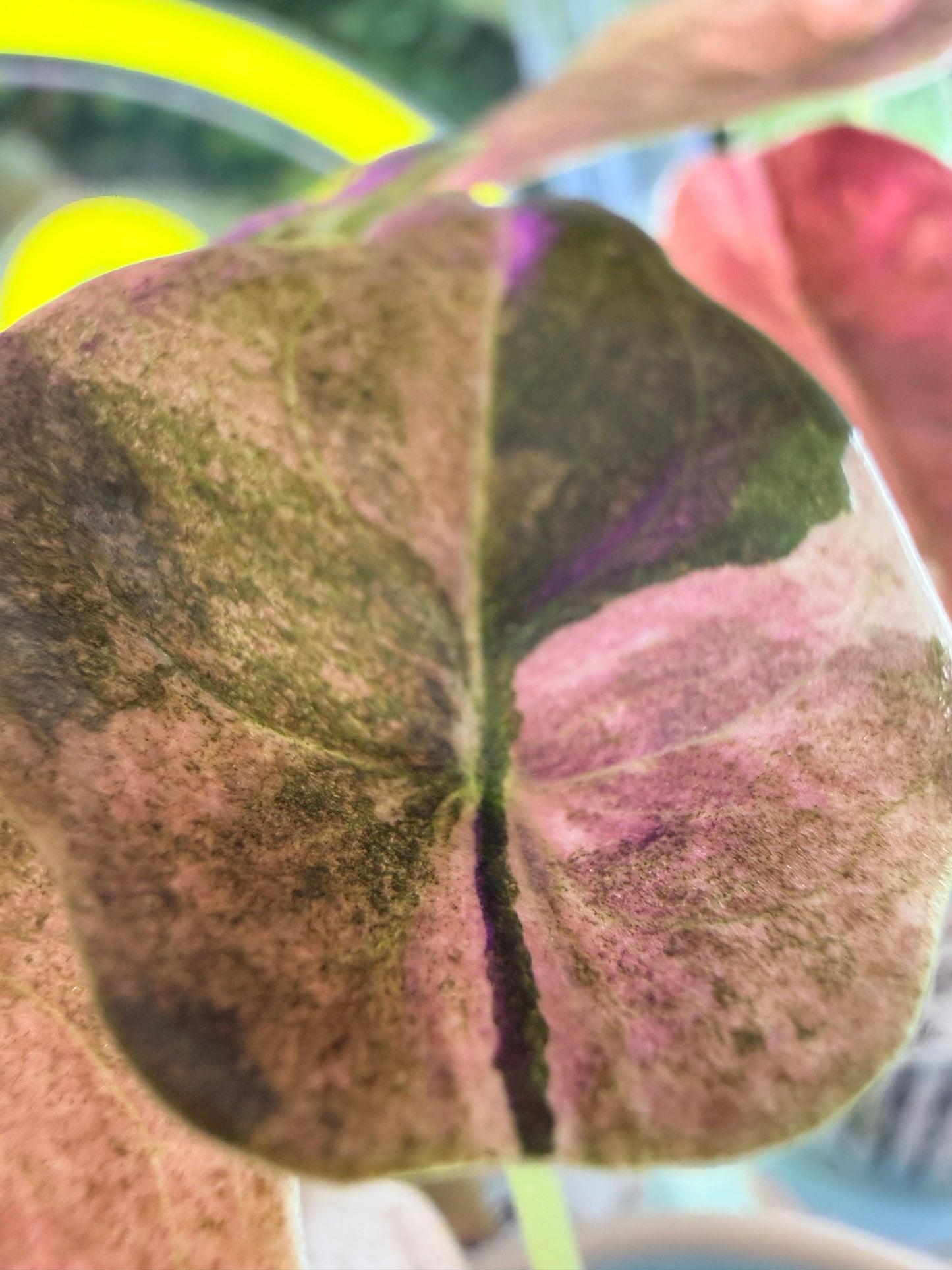 ALOCASIA CUPREA PINK MINT