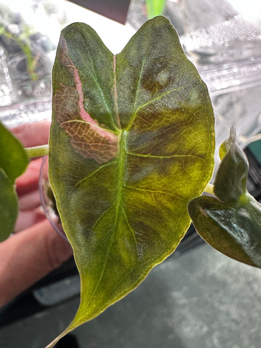 Alocasia Venom Pink