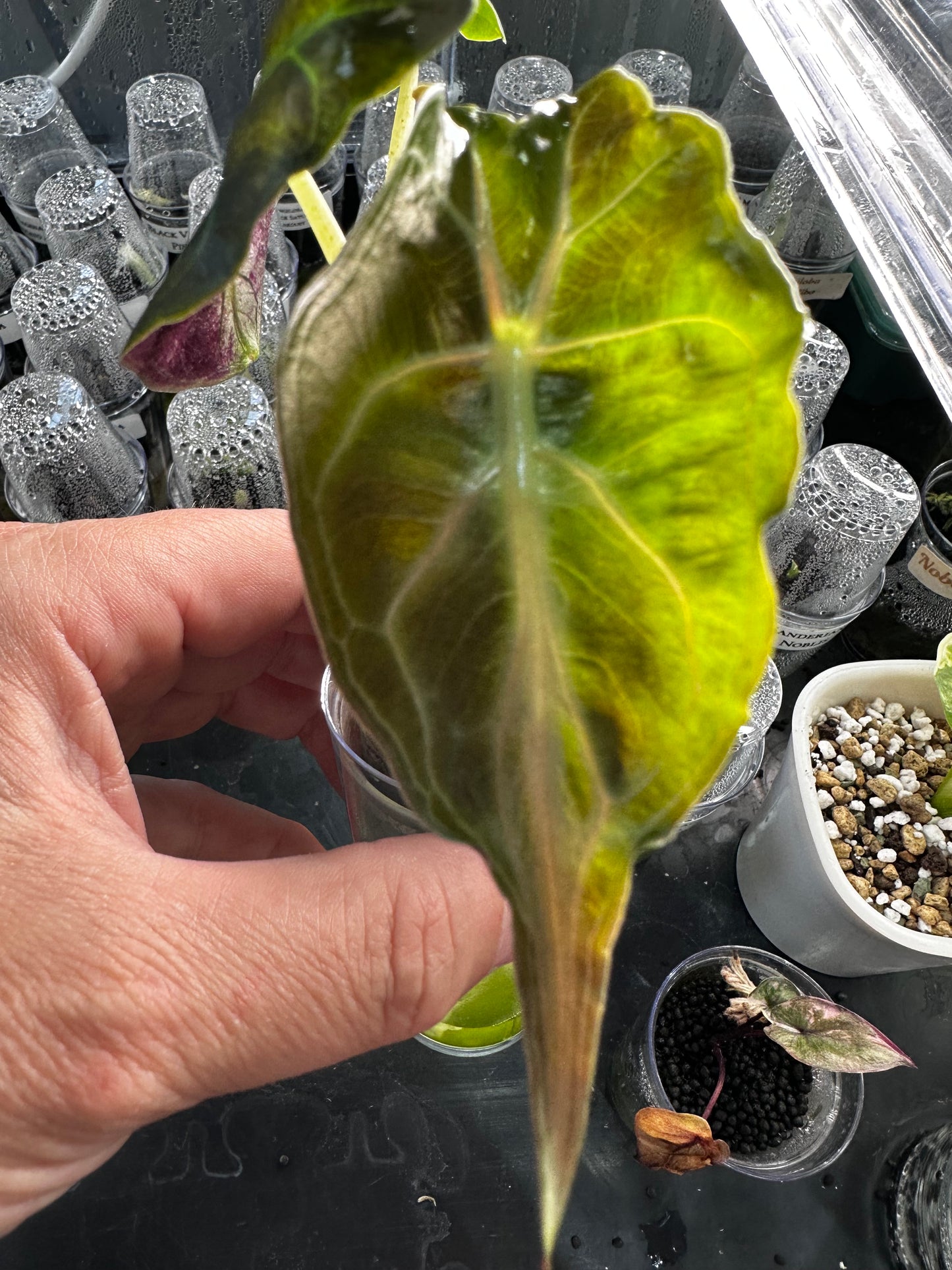 Alocasia Venom Pink