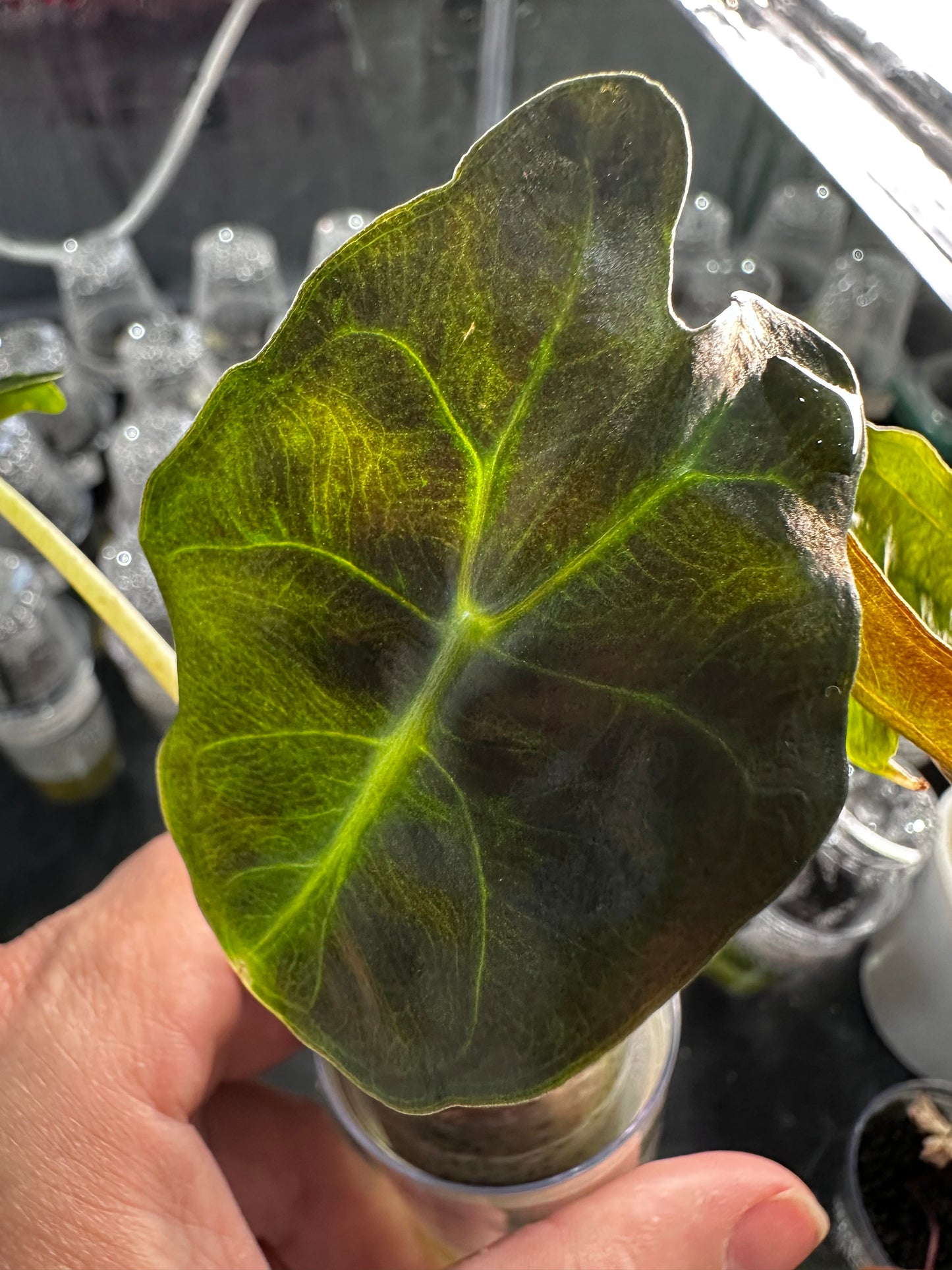 Alocasia Venom Pink