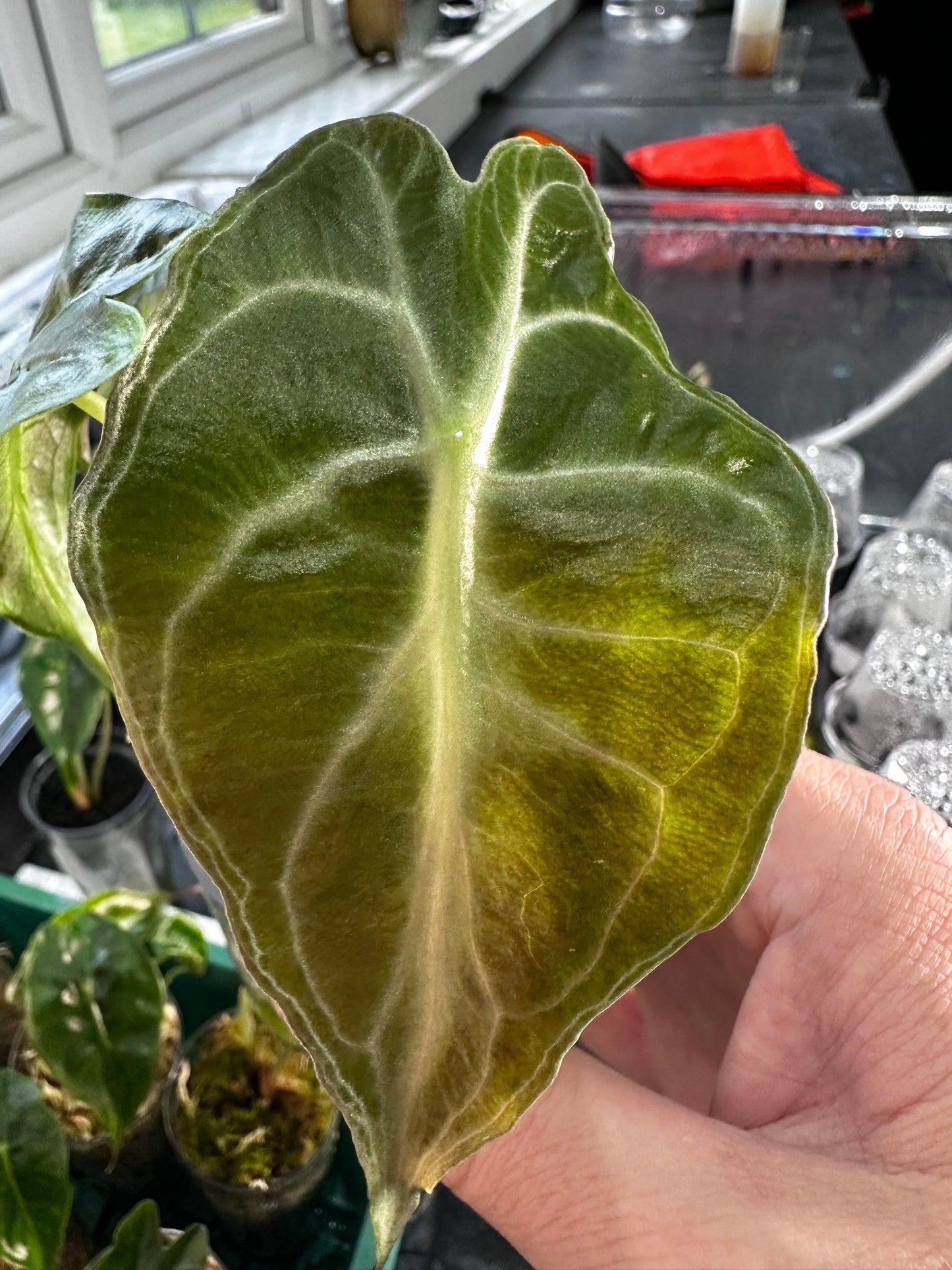 Alocasia Venom Pink