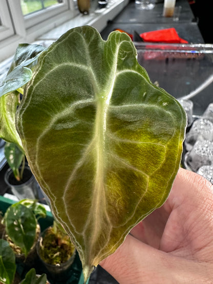 ALOCASIA VENOM PINK