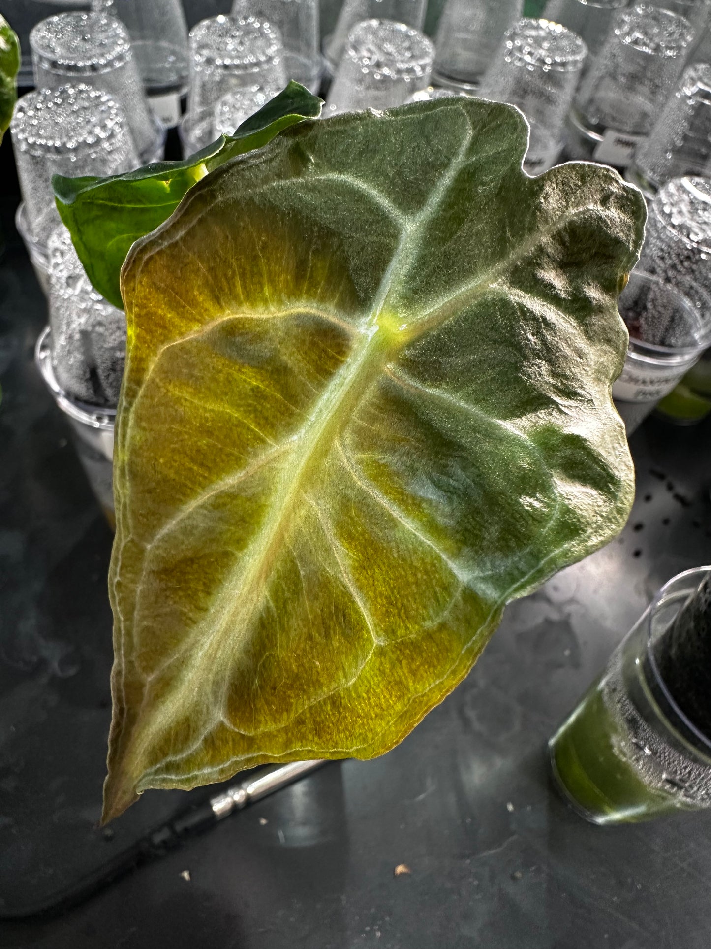 Alocasia Venom Pink